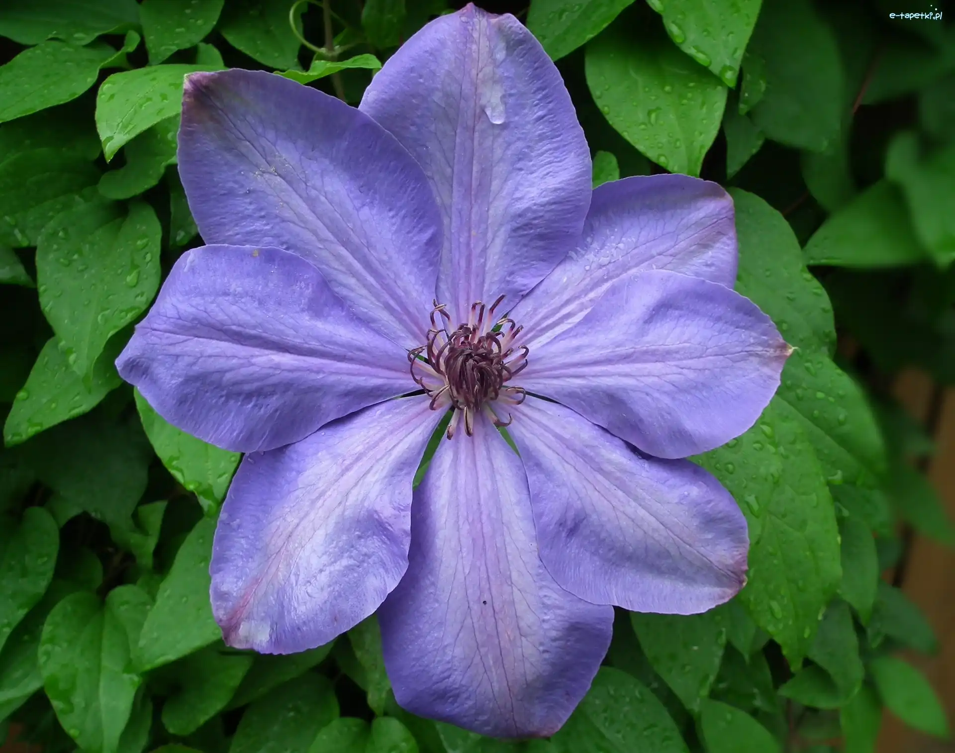 Clematis, Kwiaty, Przyroda