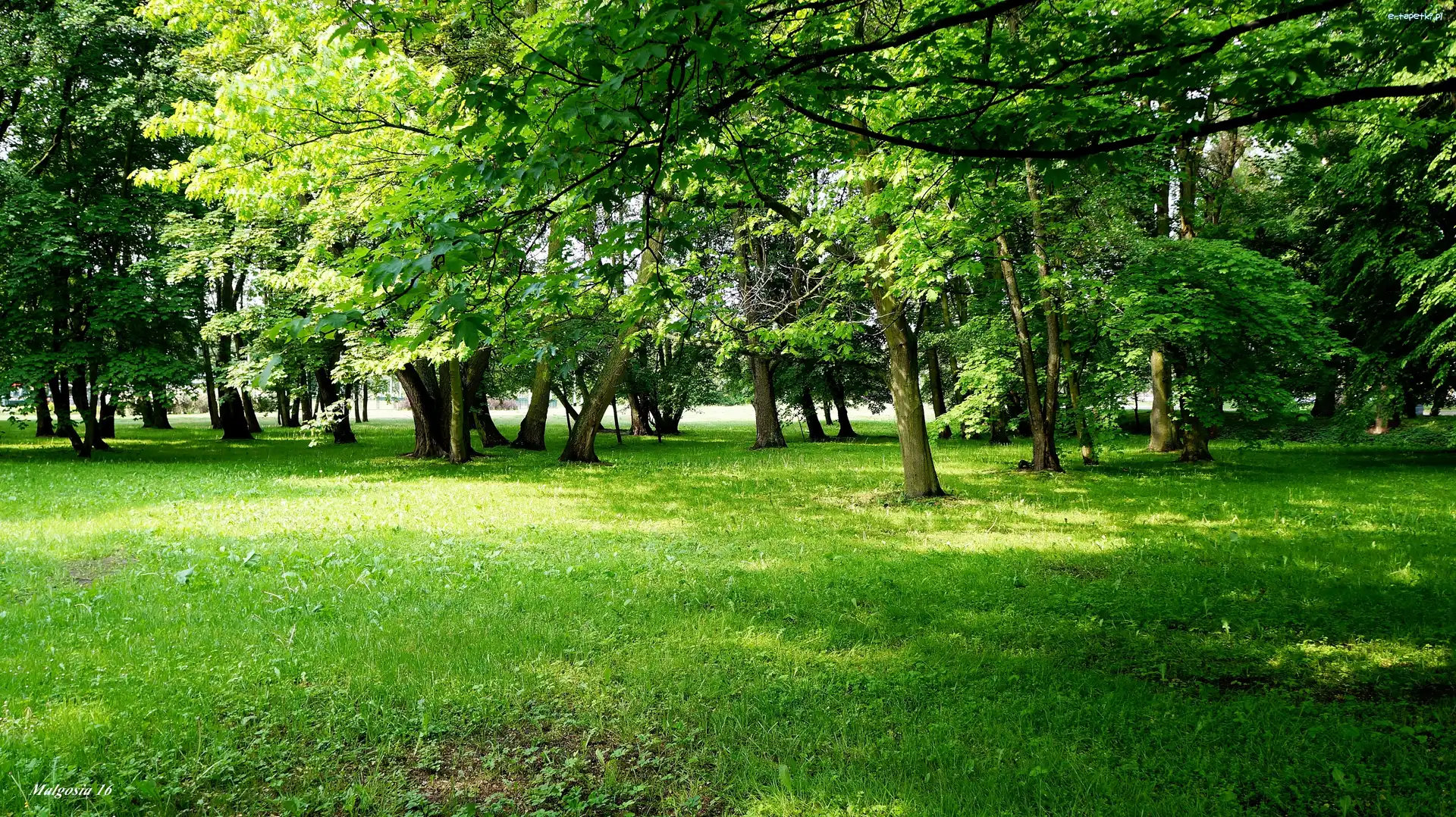 Drzewa, Zieleń, Park