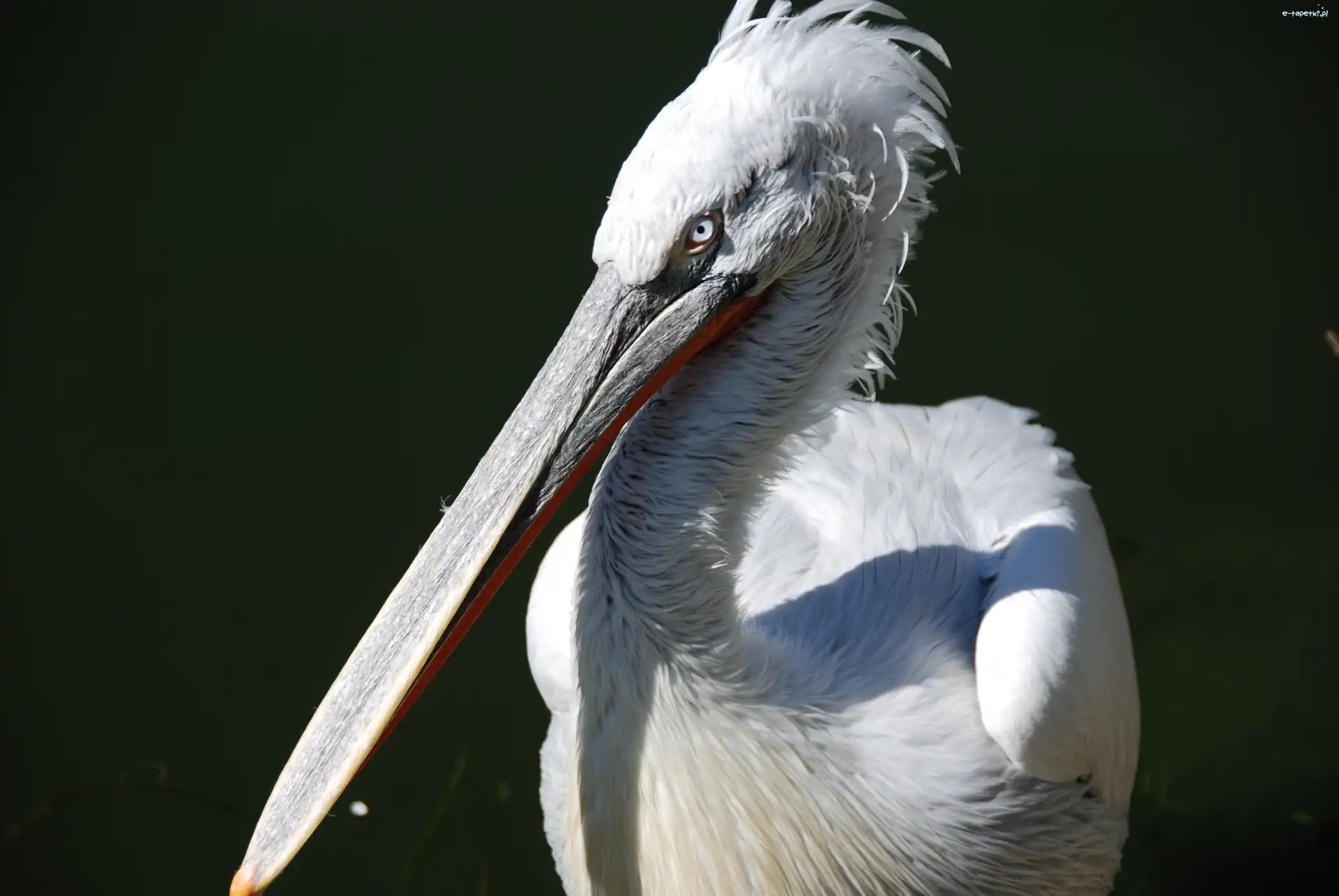 Pelikan, Biały
