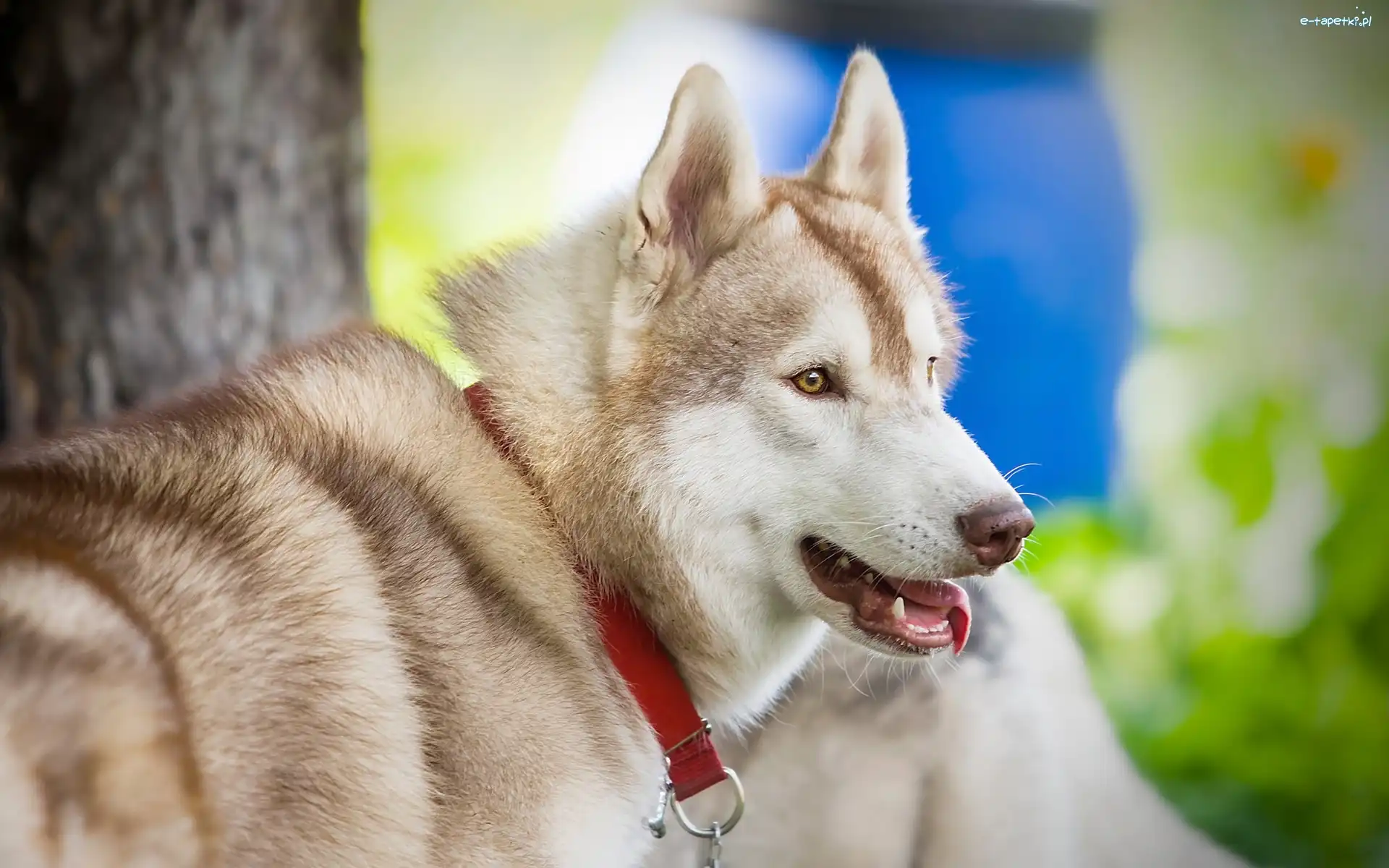 Husky, Pies