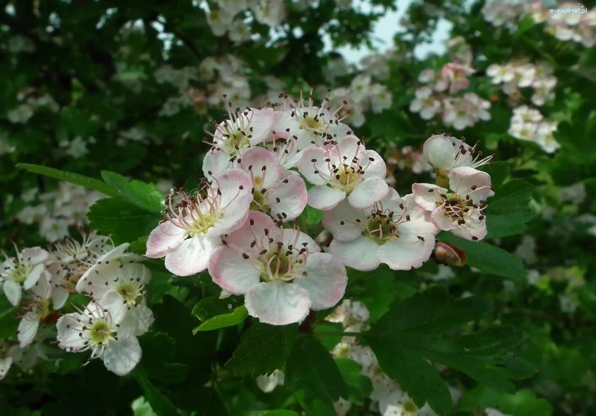 Rośliny, Aronia, Krzewy, Przyroda