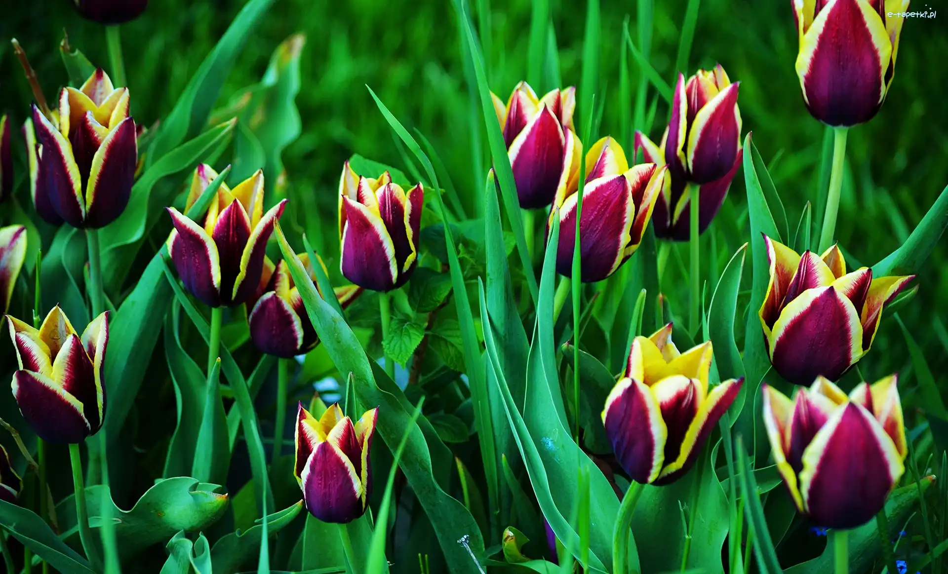 Tulipany, Dwukolorowe