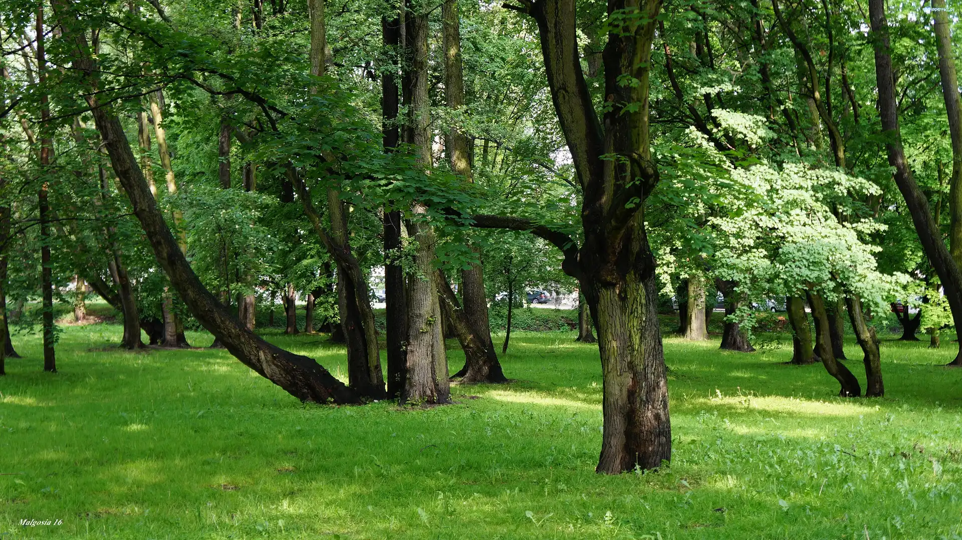 Trawnik, Park Jelitkowski, Drzewa, Zieleń, Gdańsk, Polska