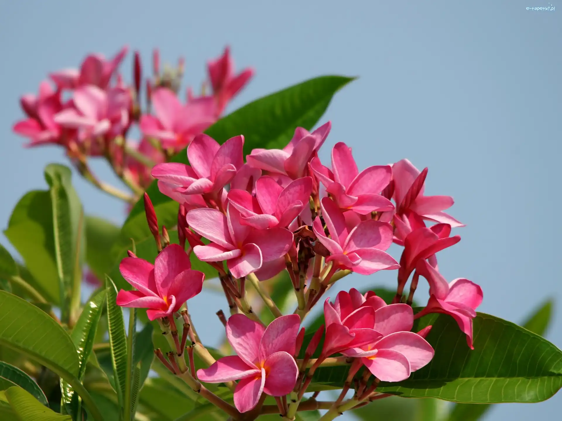 Niebo, Plumeria, Różowa