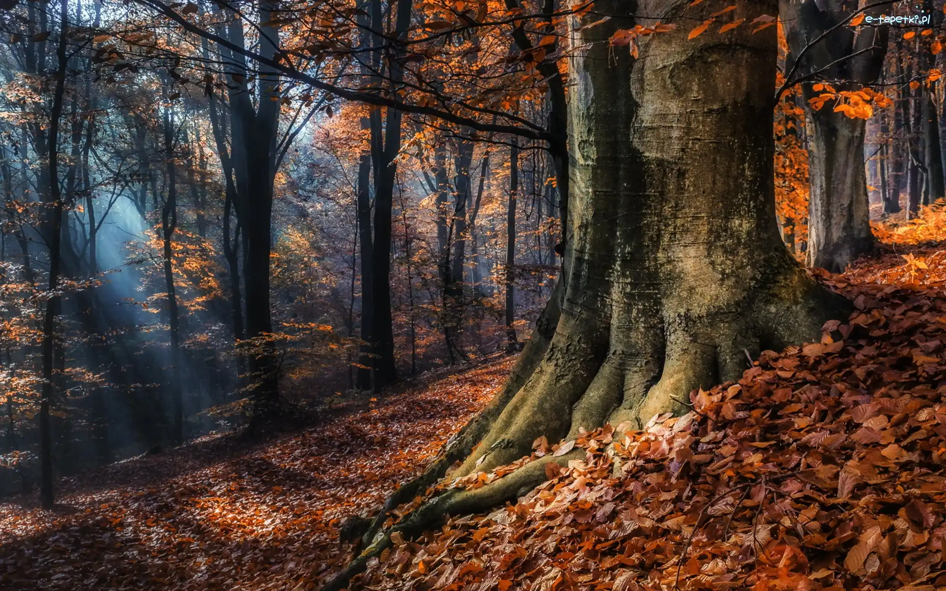 Jesień, Przebijające, Drzewa, Las, Światło