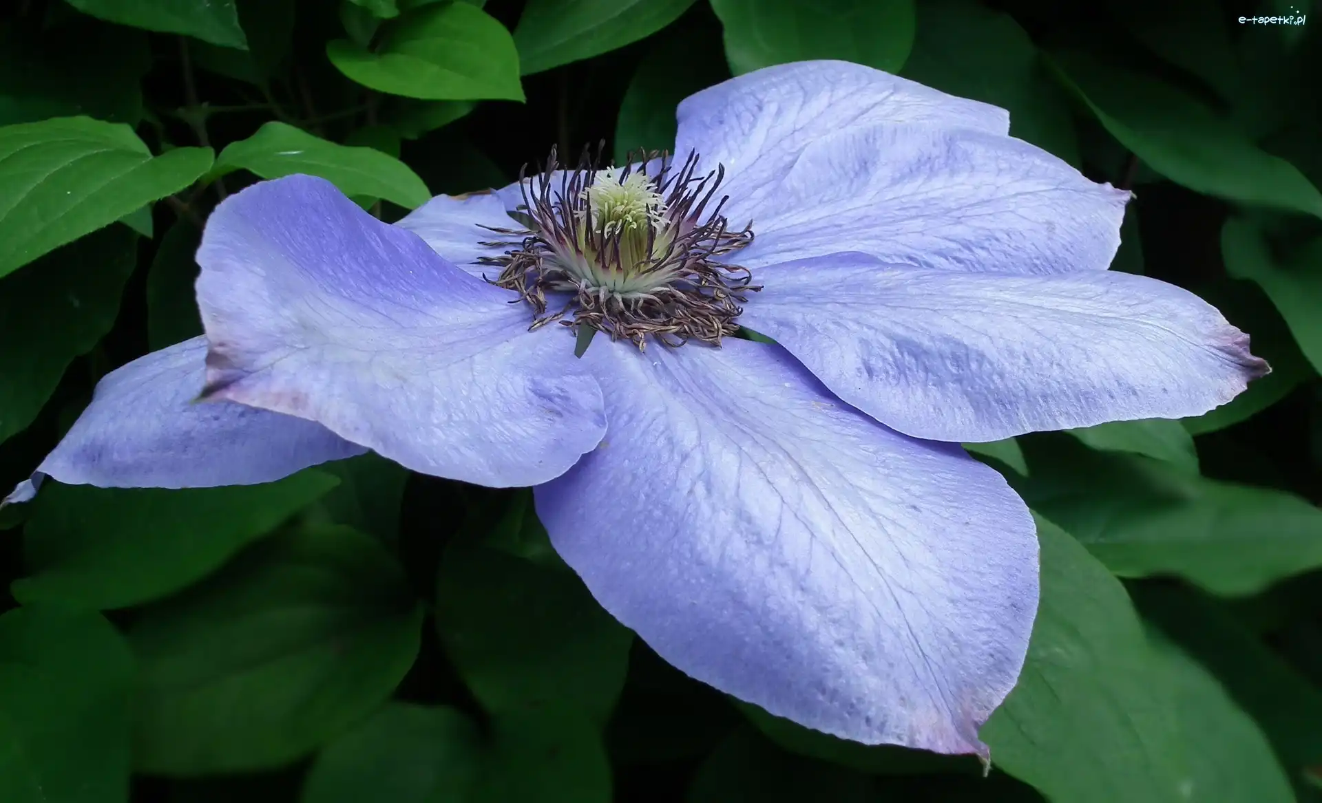 Clematis, Kwiat, Przyroda