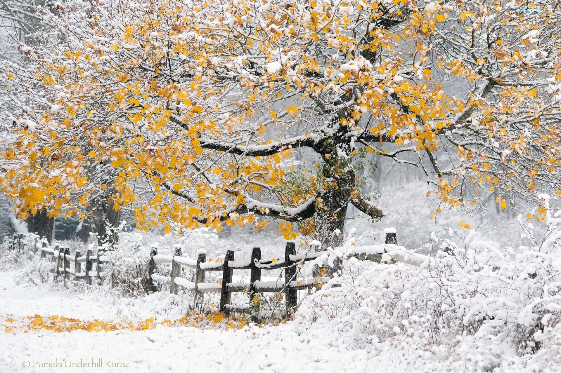 Zima, Drzewa, Śnieg, Las, Płot