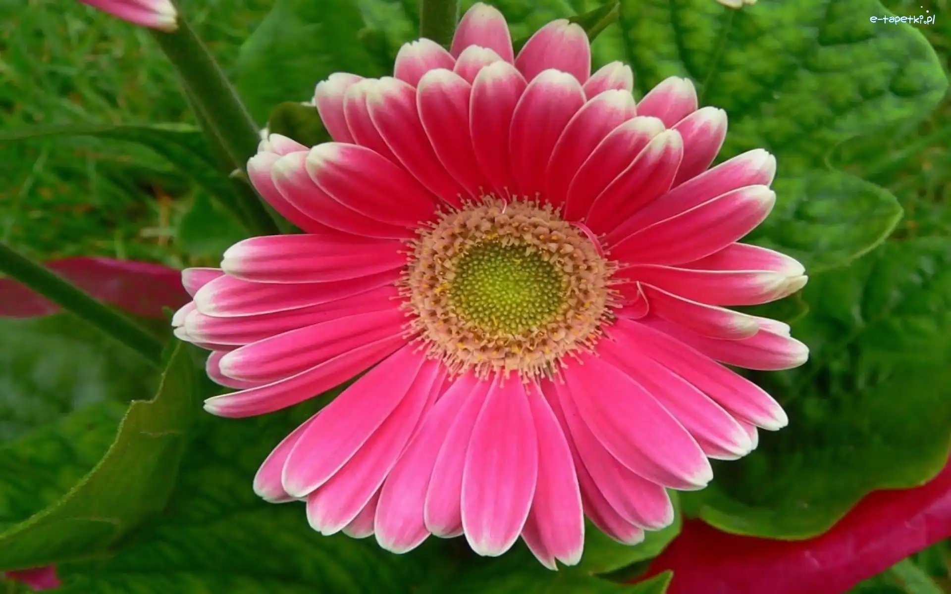 Gerbera, Różowa
