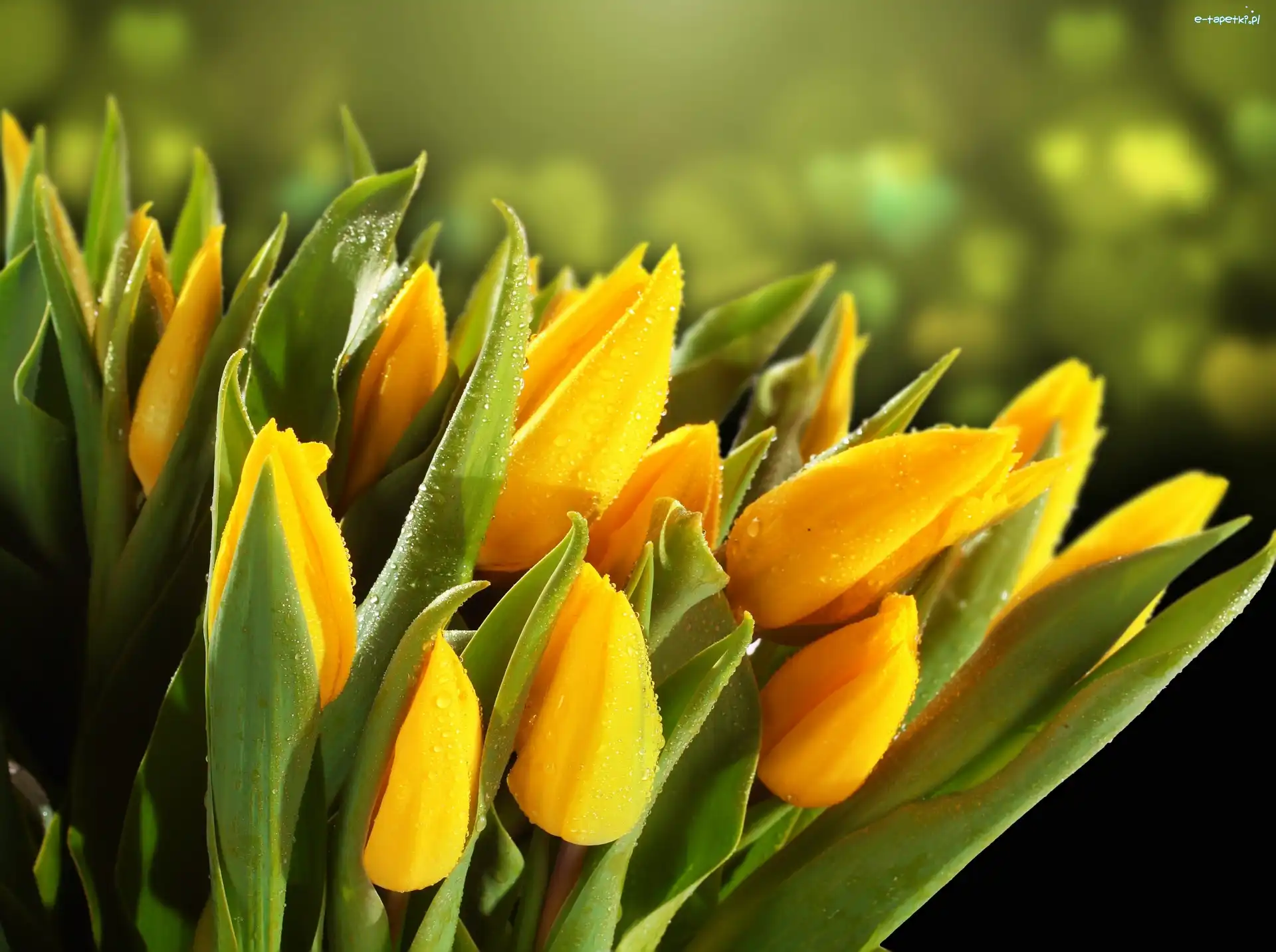 Rozmyte, Krople, Rosy, Tło, Tulipany, Żółte