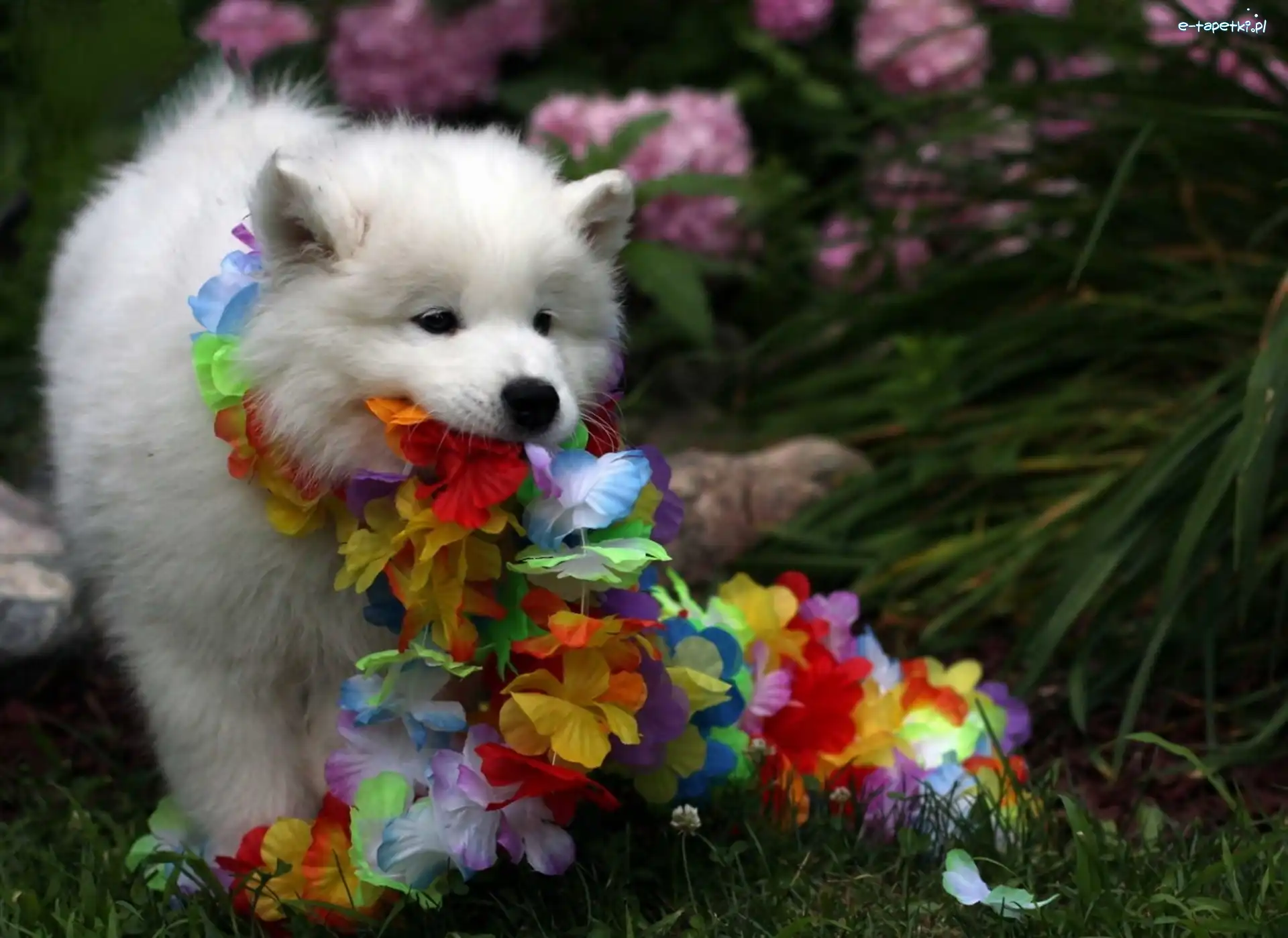 Samojed, Zabawa, Szczeniaczek, Ogród, Kwiaty
