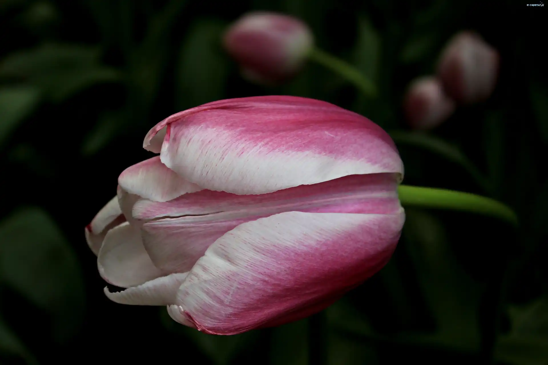Tulipan