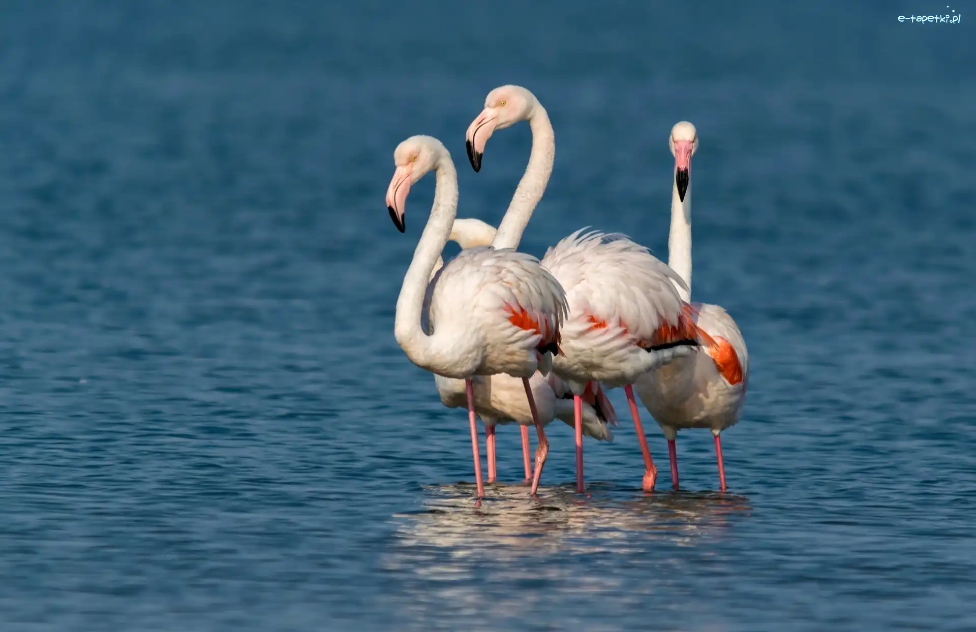Woda, Flamingi