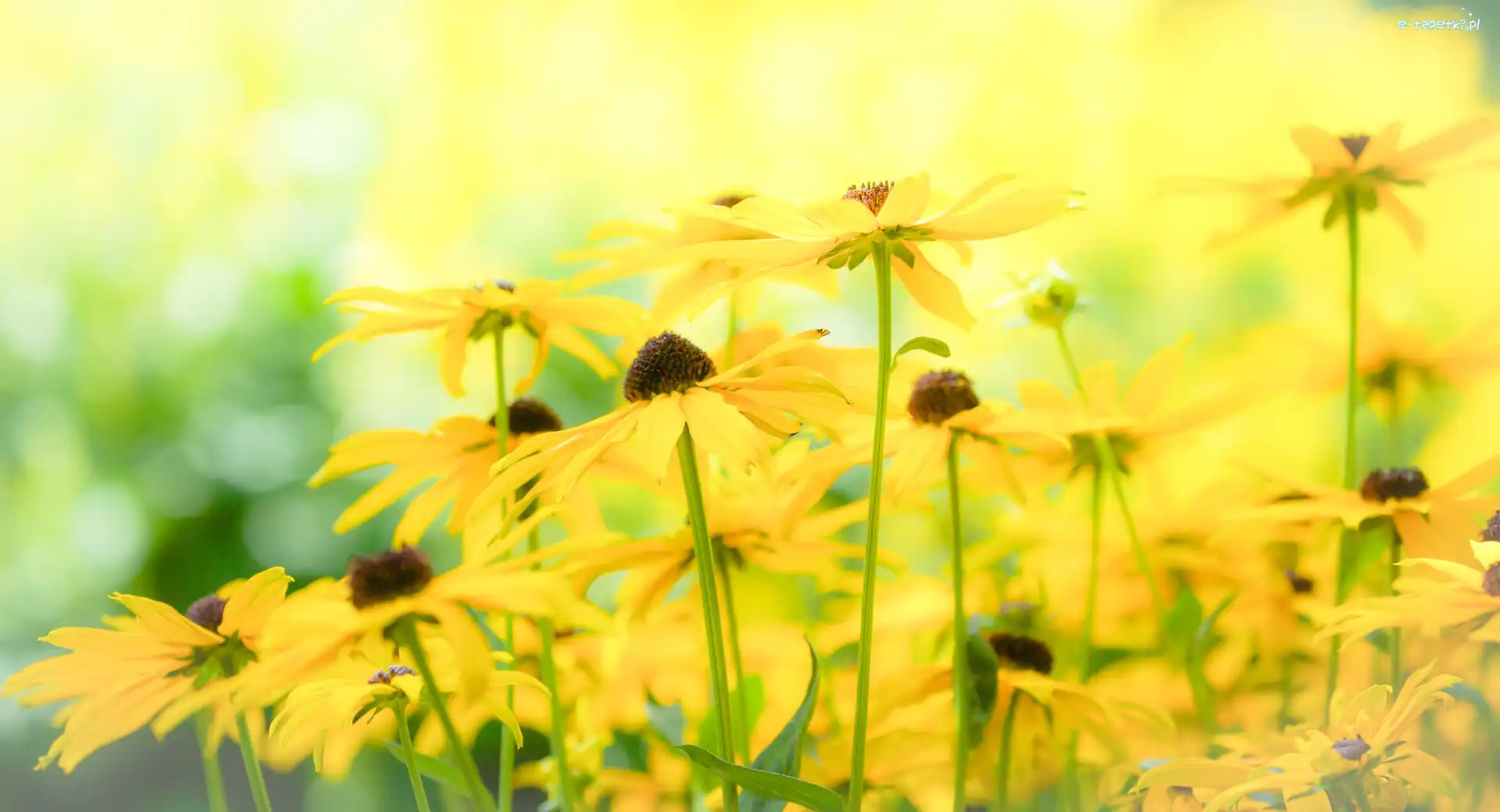 Rudbekia, Kwiaty