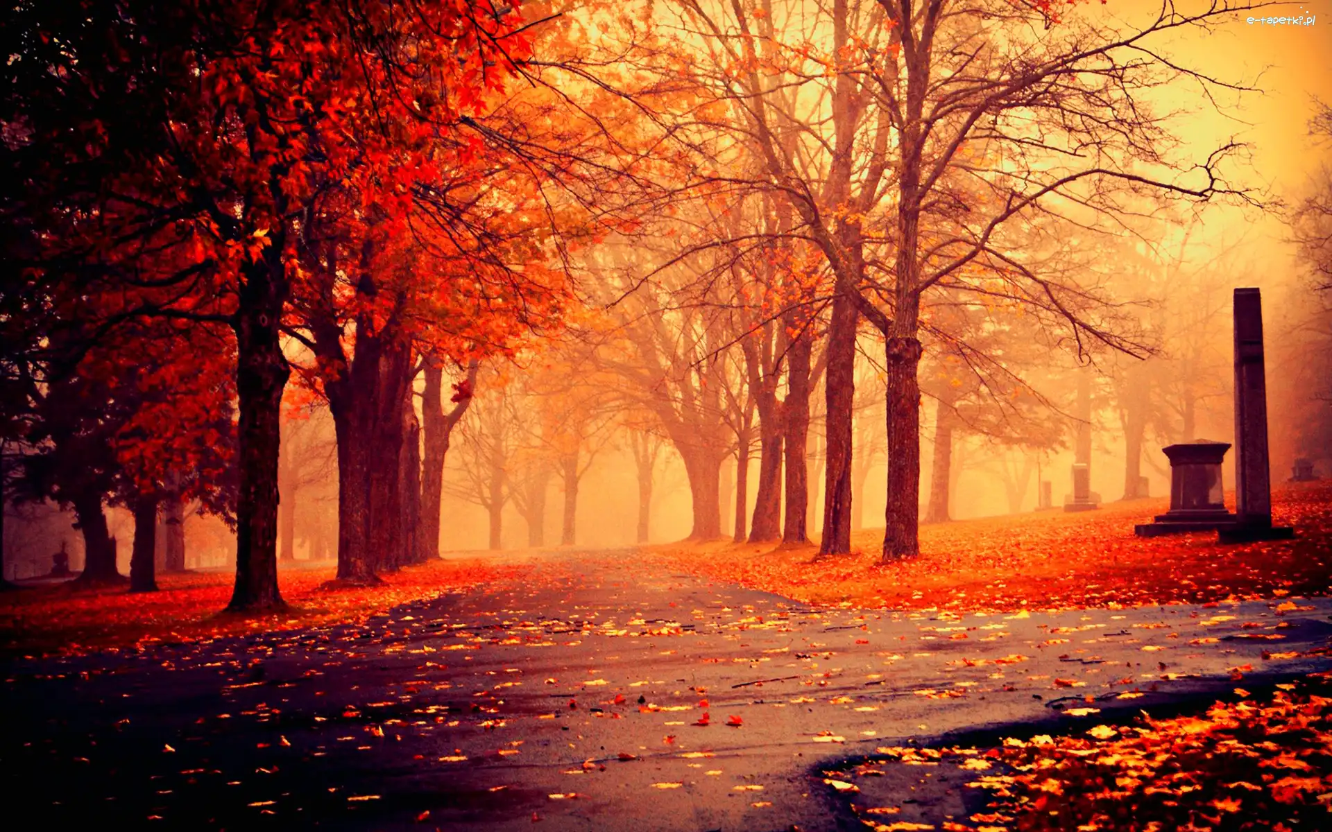 Park, Drzewa, Alejki, Jesień