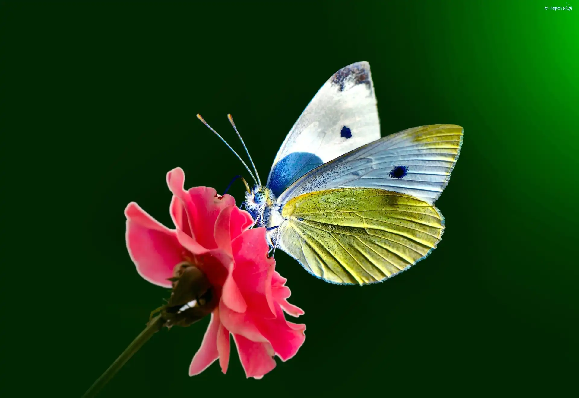 Kwiat, Bielinek, Motyl