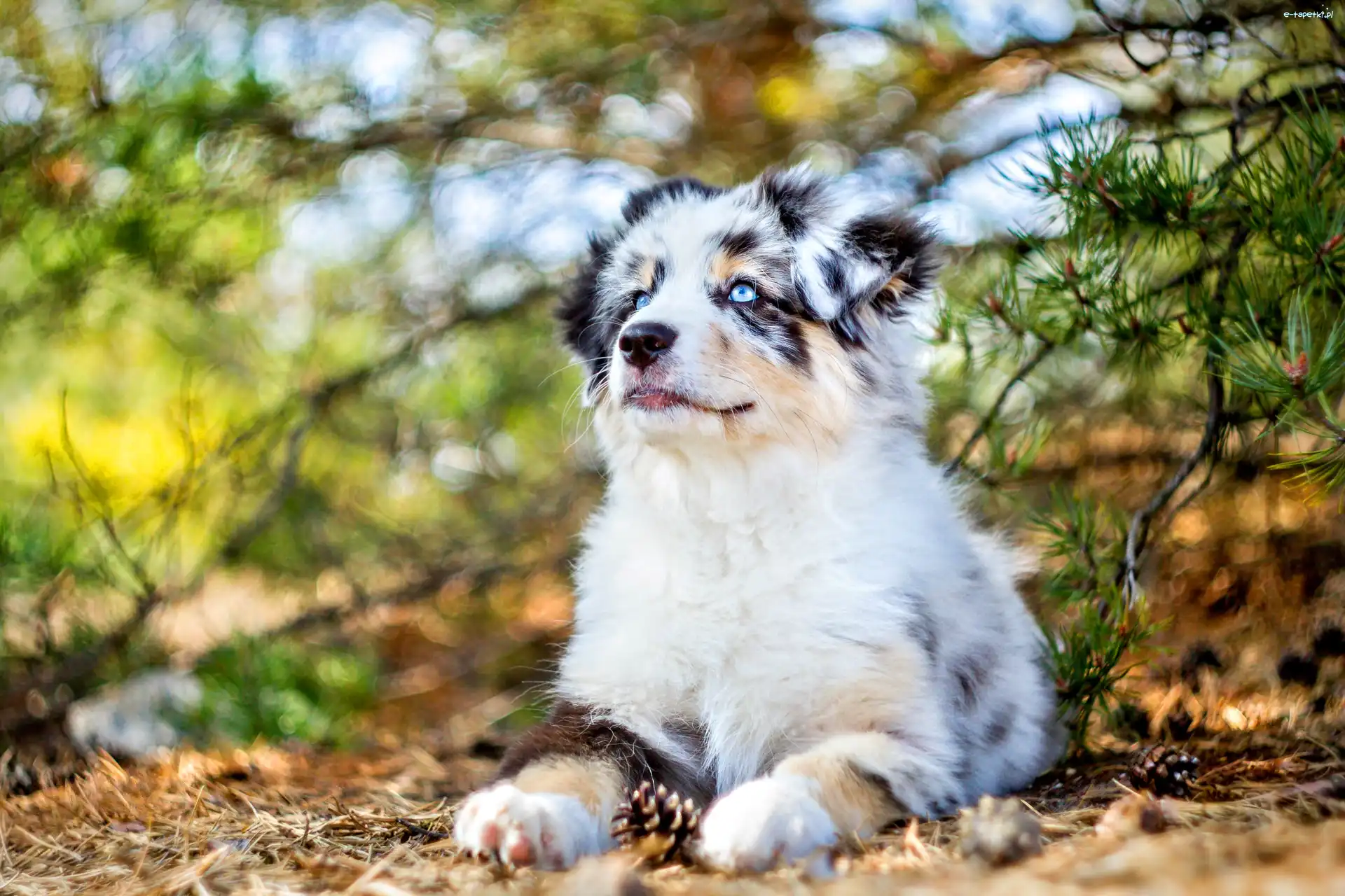 Owczarek australijski-australian shepherd, Szczeniak