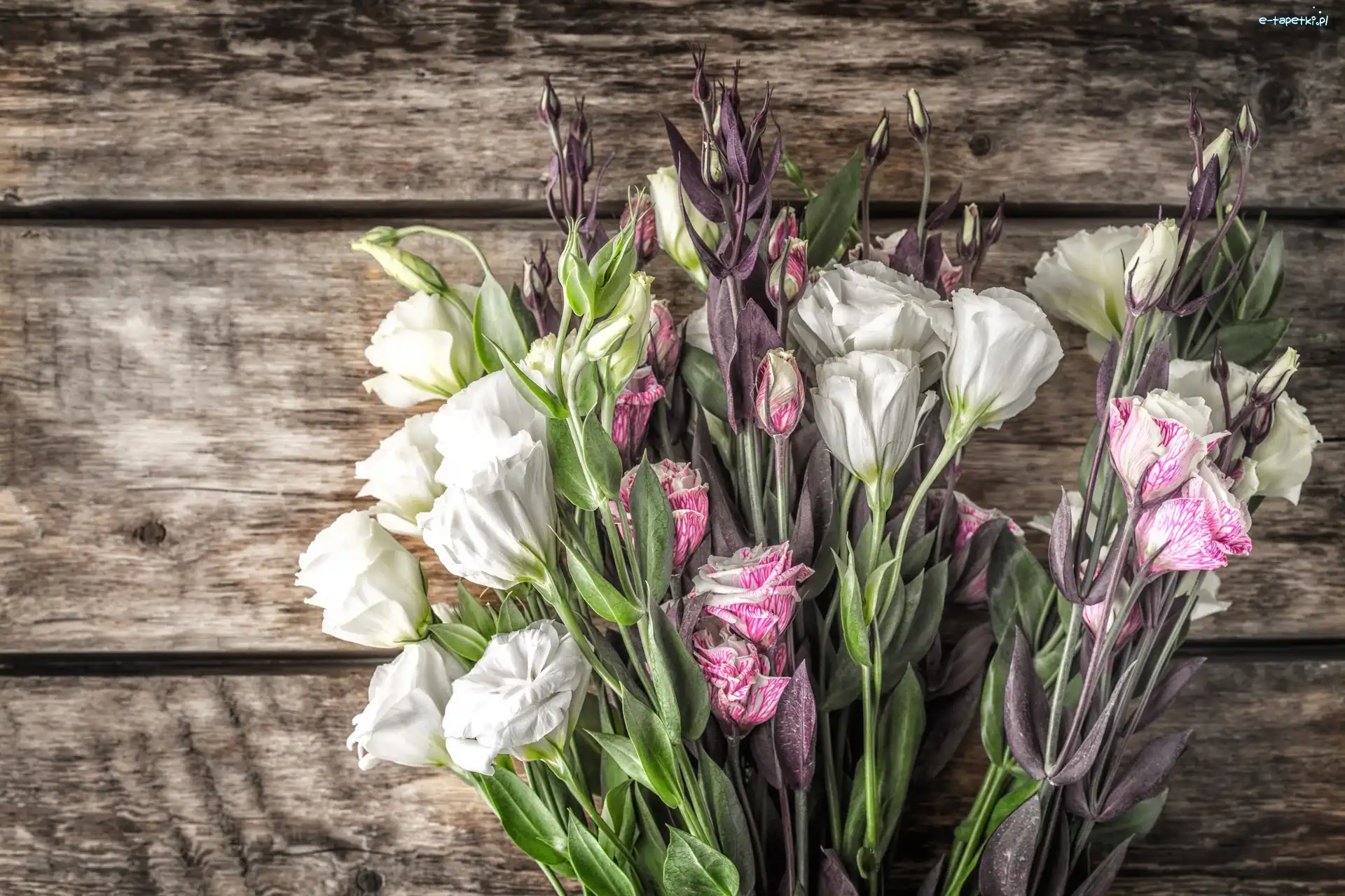 Eustoma, Kwiaty