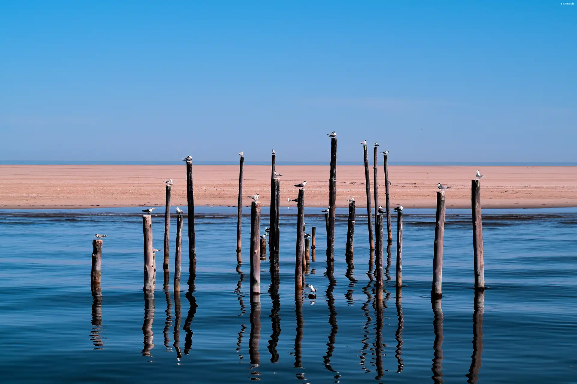 Plaża, Ptaki, Pale, Morze