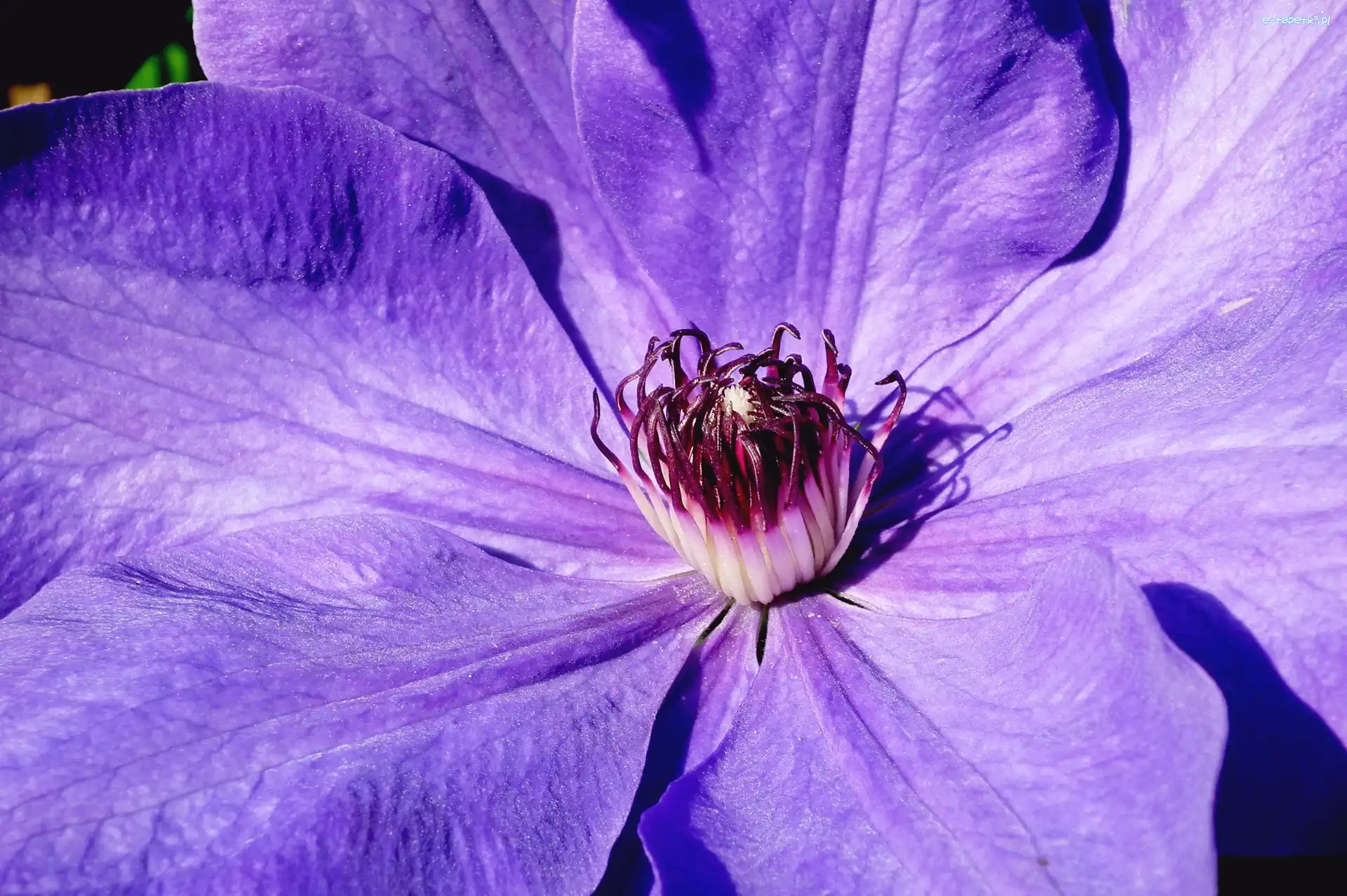 Clematis, Kwiat, Przyroda