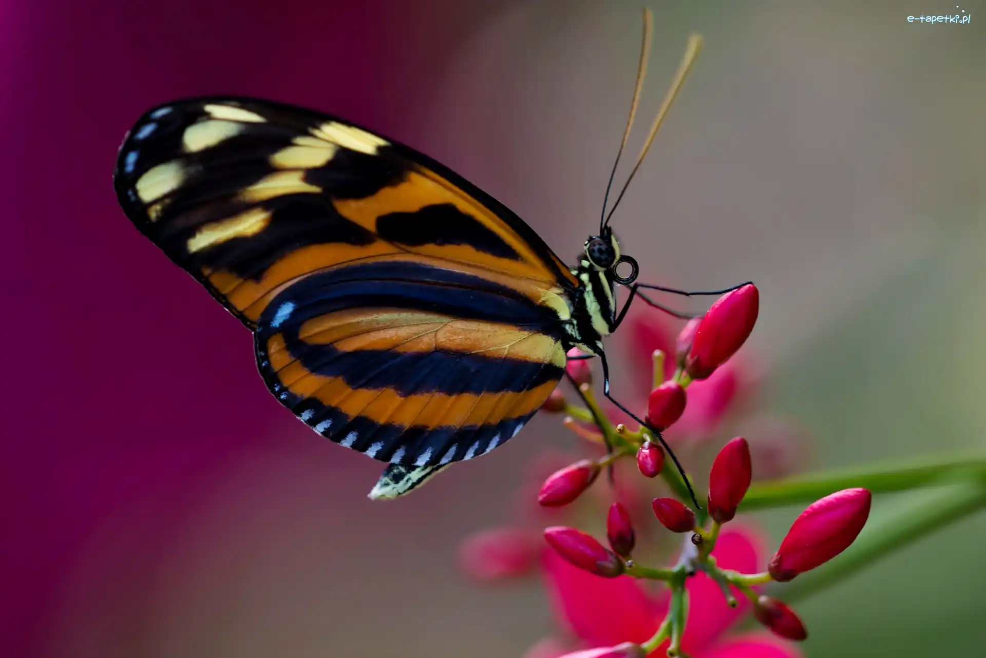 Kwiat, Motyl