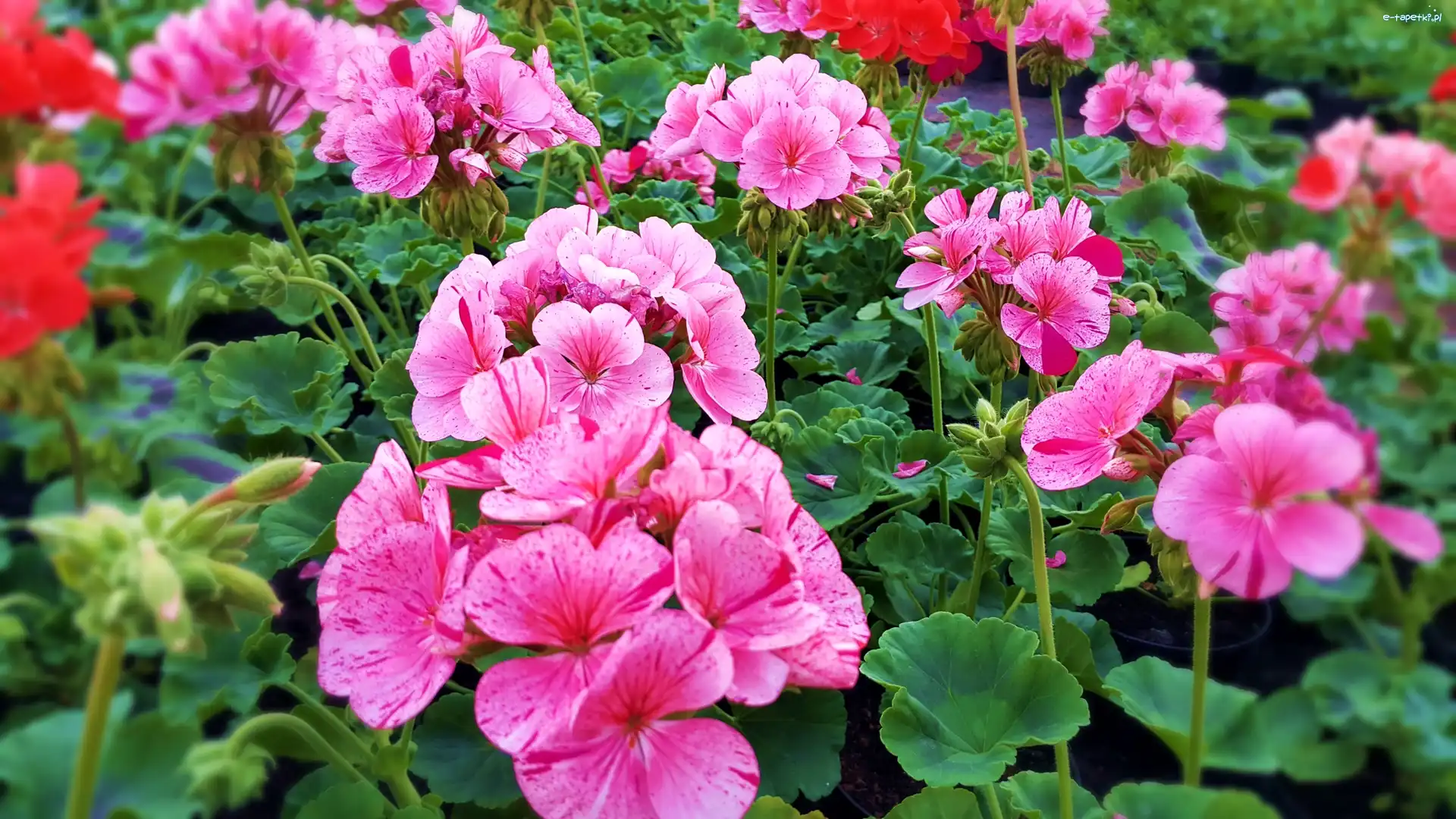 Pelargonie, Różowe