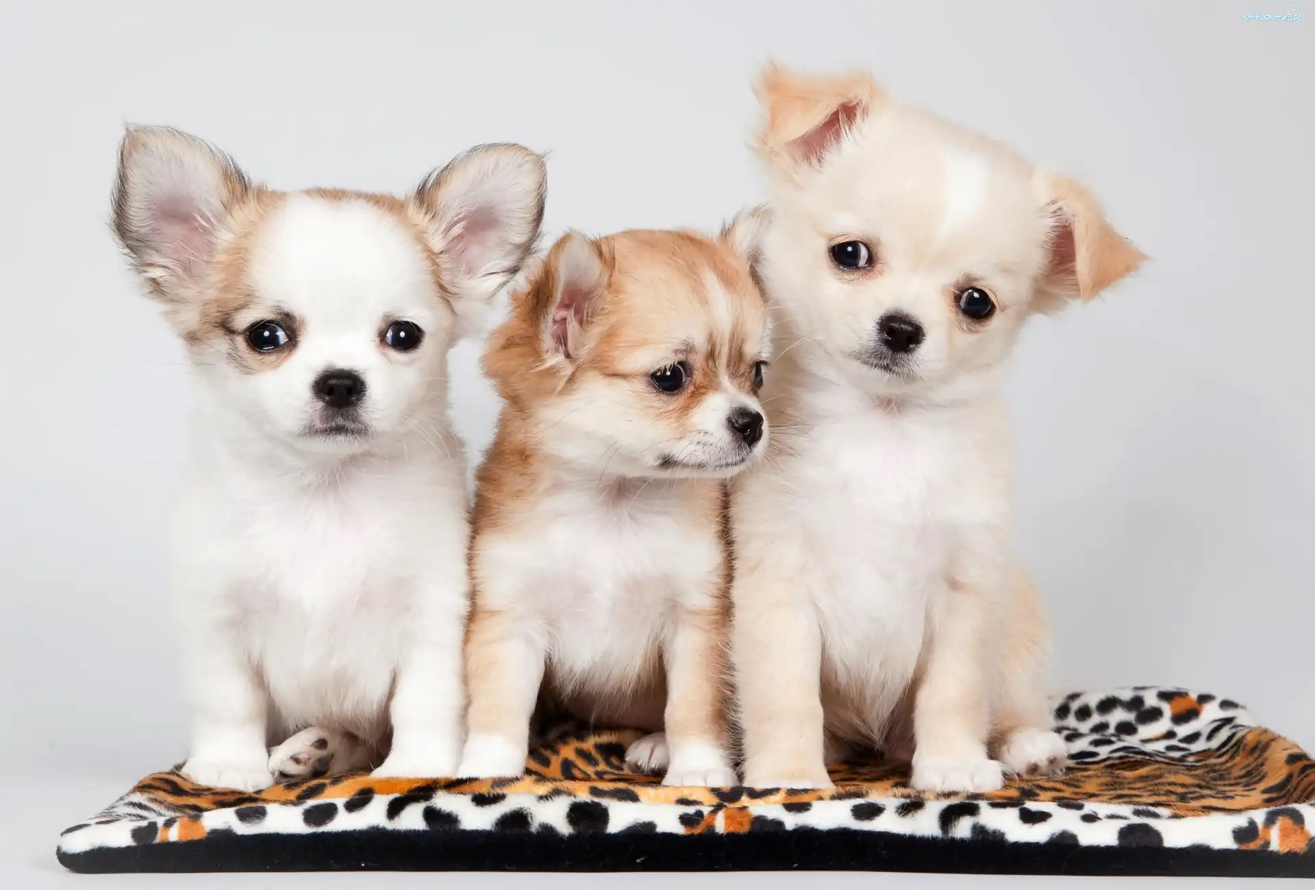 Słodkie, Chihuahua, Szczeniaczki, Trzy