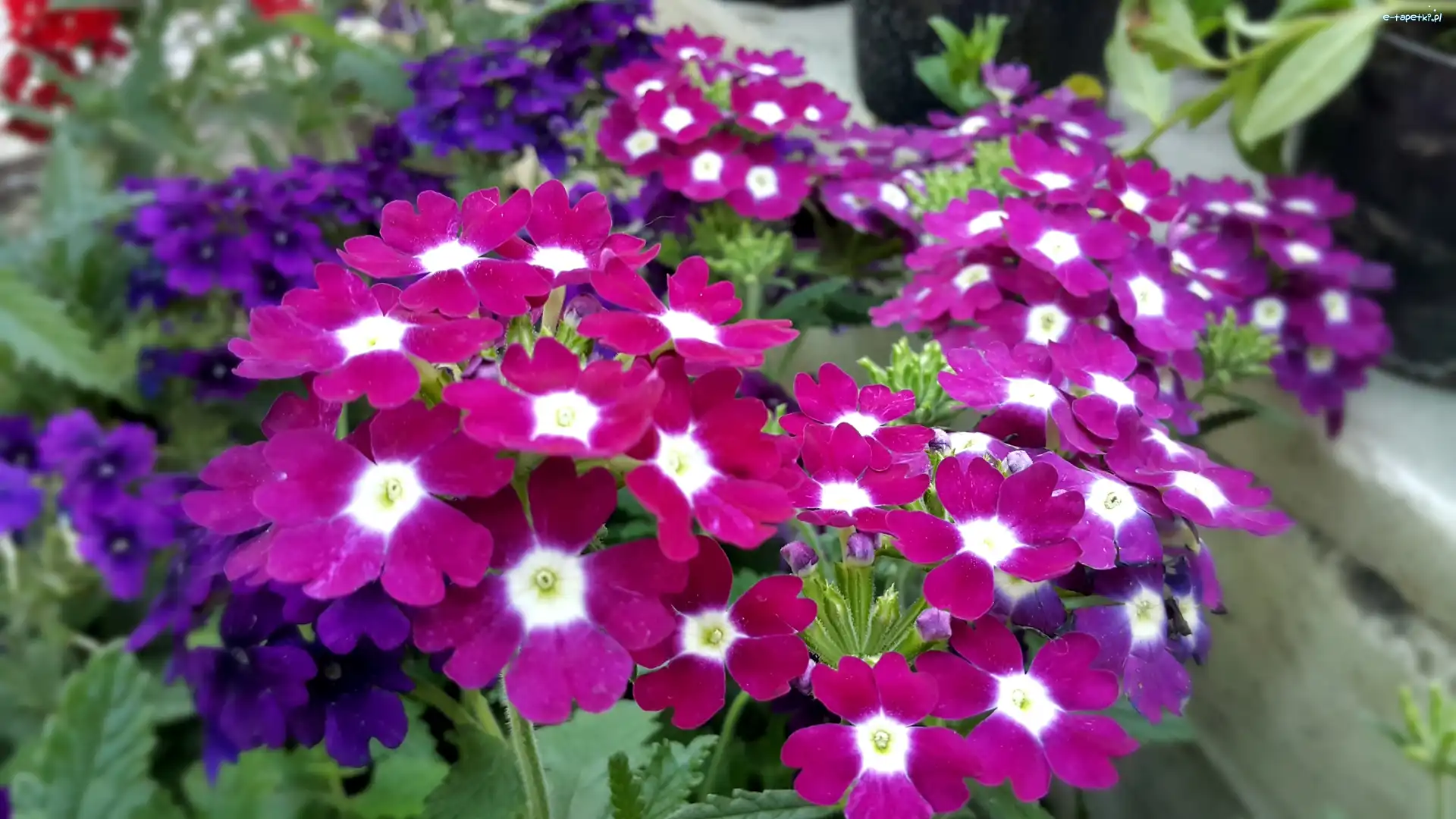 Purpurowo, Fioletowe, Białe, Prymule, Kwiaty