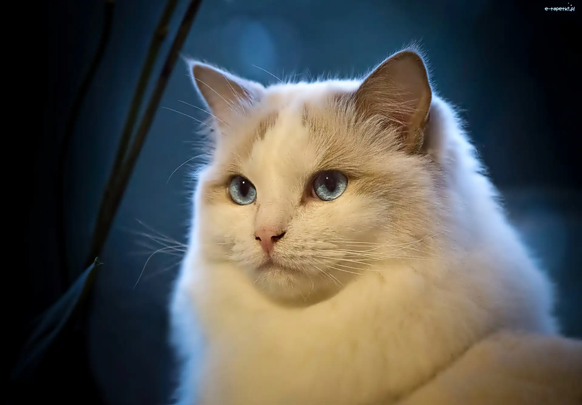 Ragdoll, Rasy, Kot
