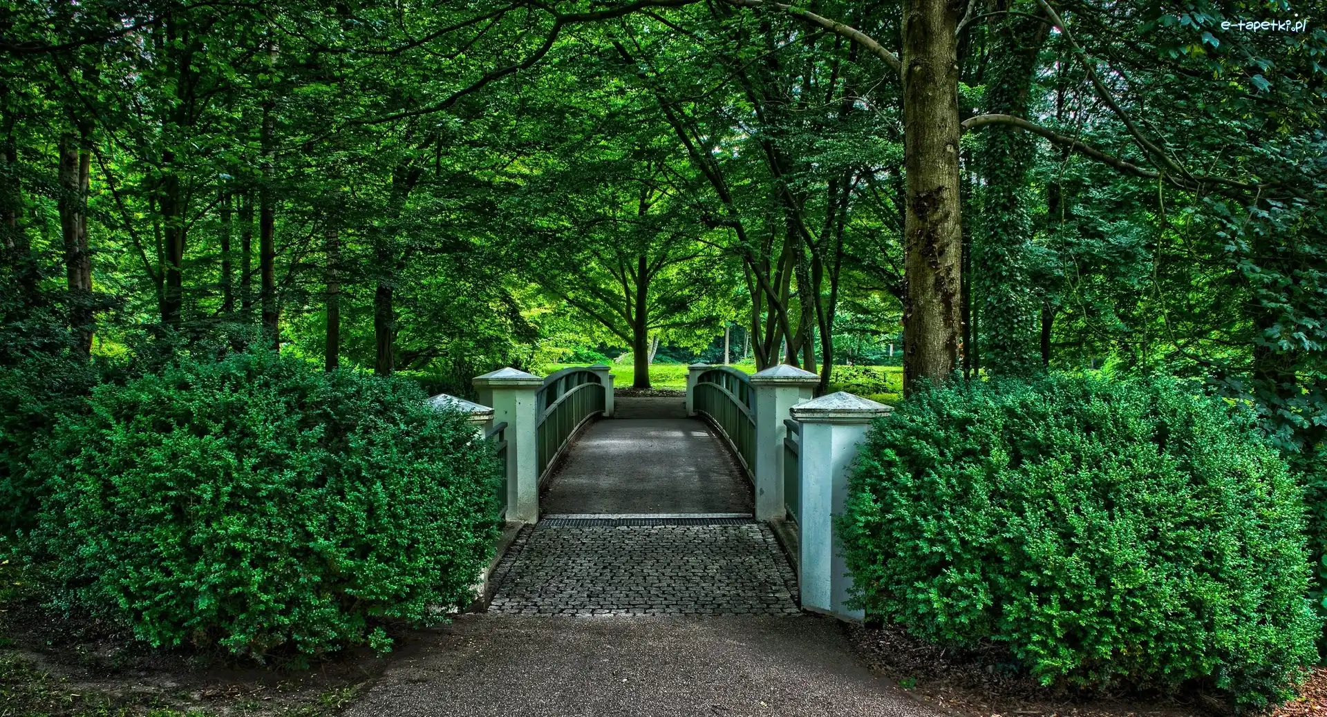 Mostek, Drzewa, Park