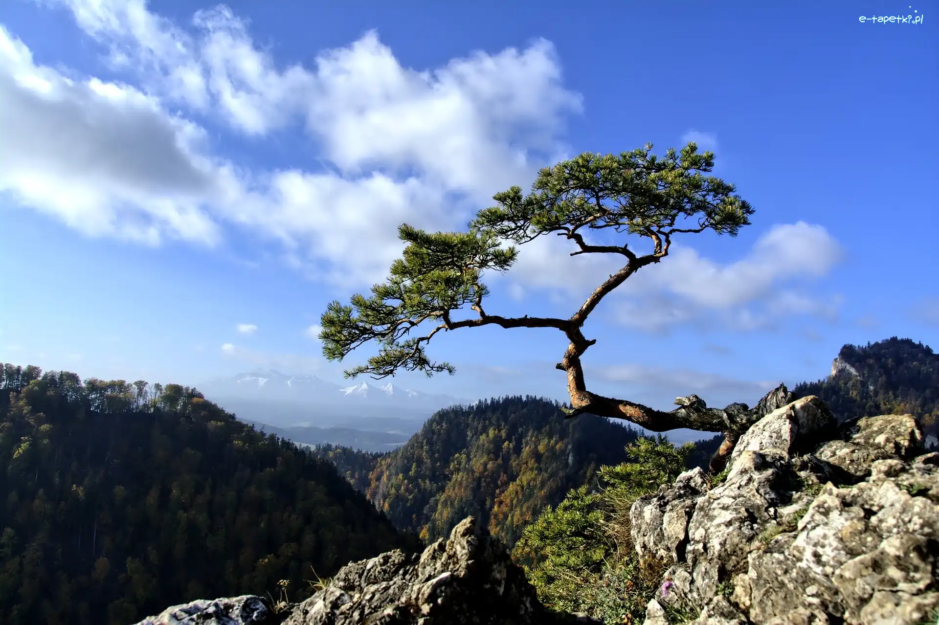 Pieniny, Drzewo, Sokolica, Góry
