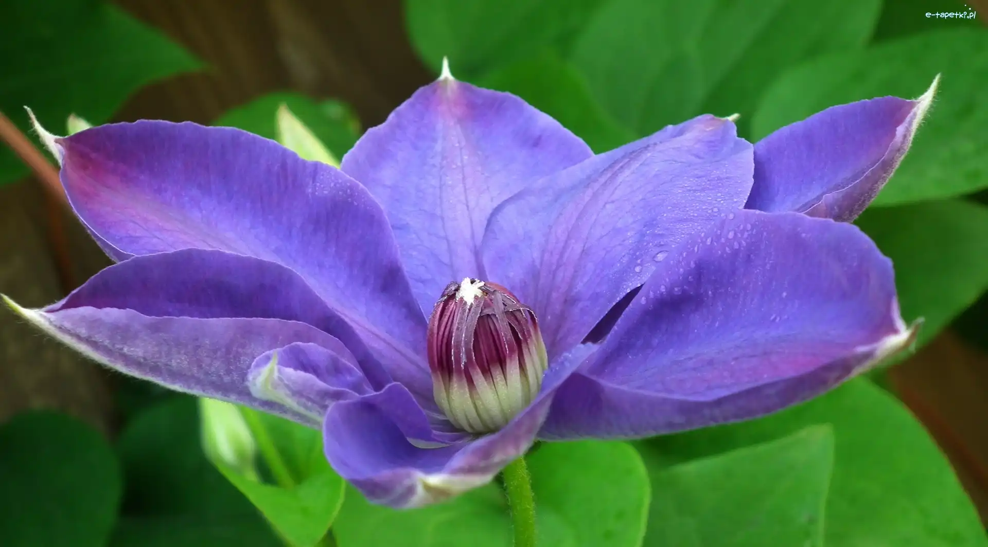 Clematis, Kwiat, Przyroda
