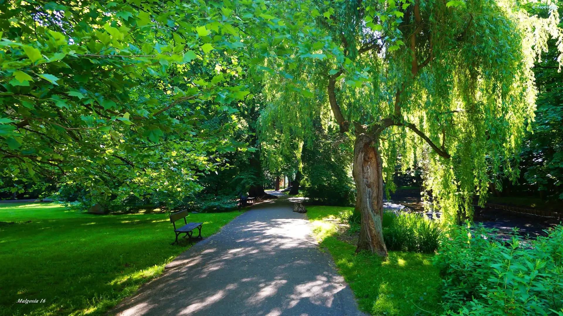 Drzewa, Gdańsk, Ławka, Ścieżka, Park Oliwski im.Adama Mickiewicza, Zieleń, Alejka, Polska