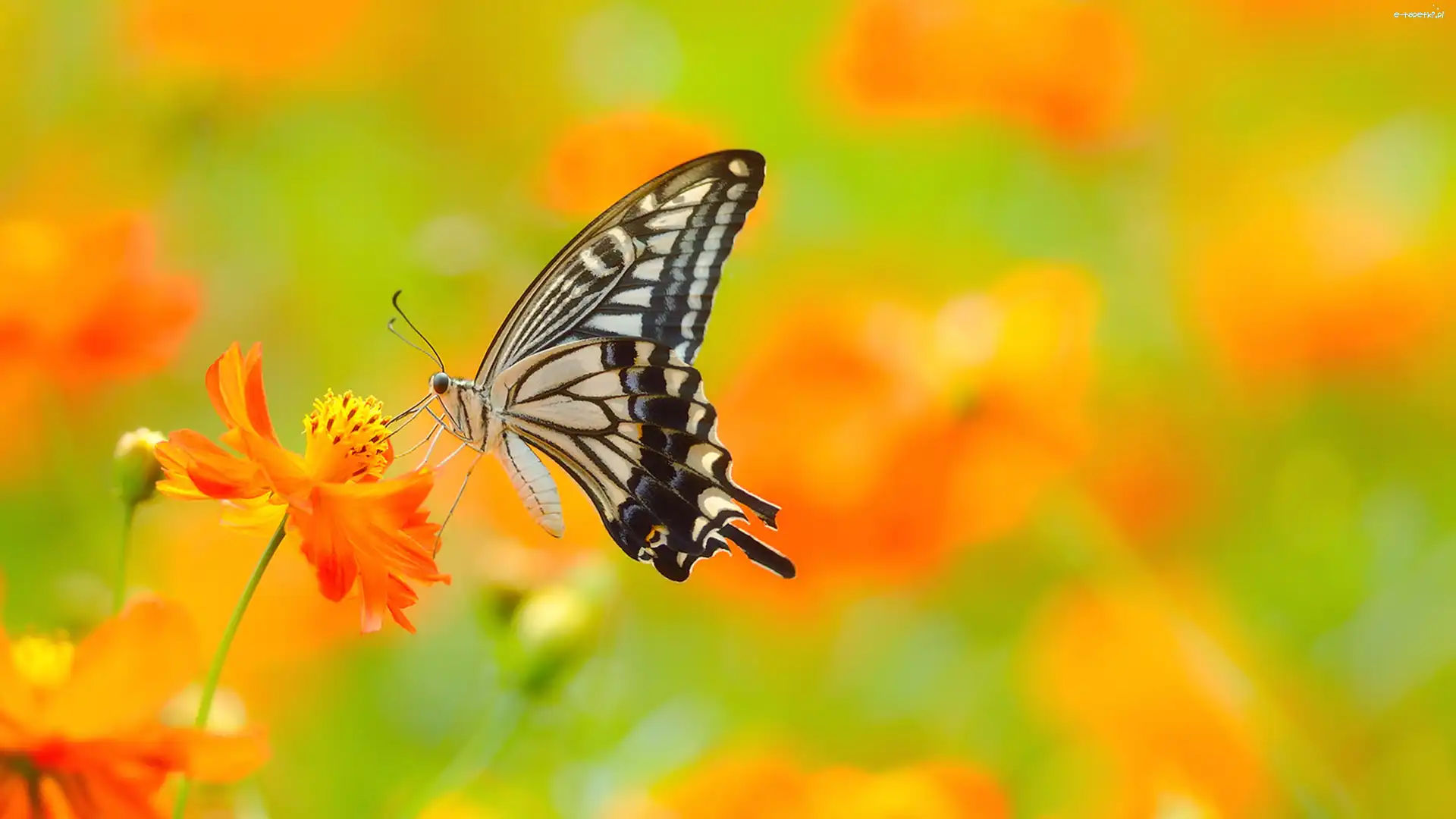 Paź Królowej, Motyl