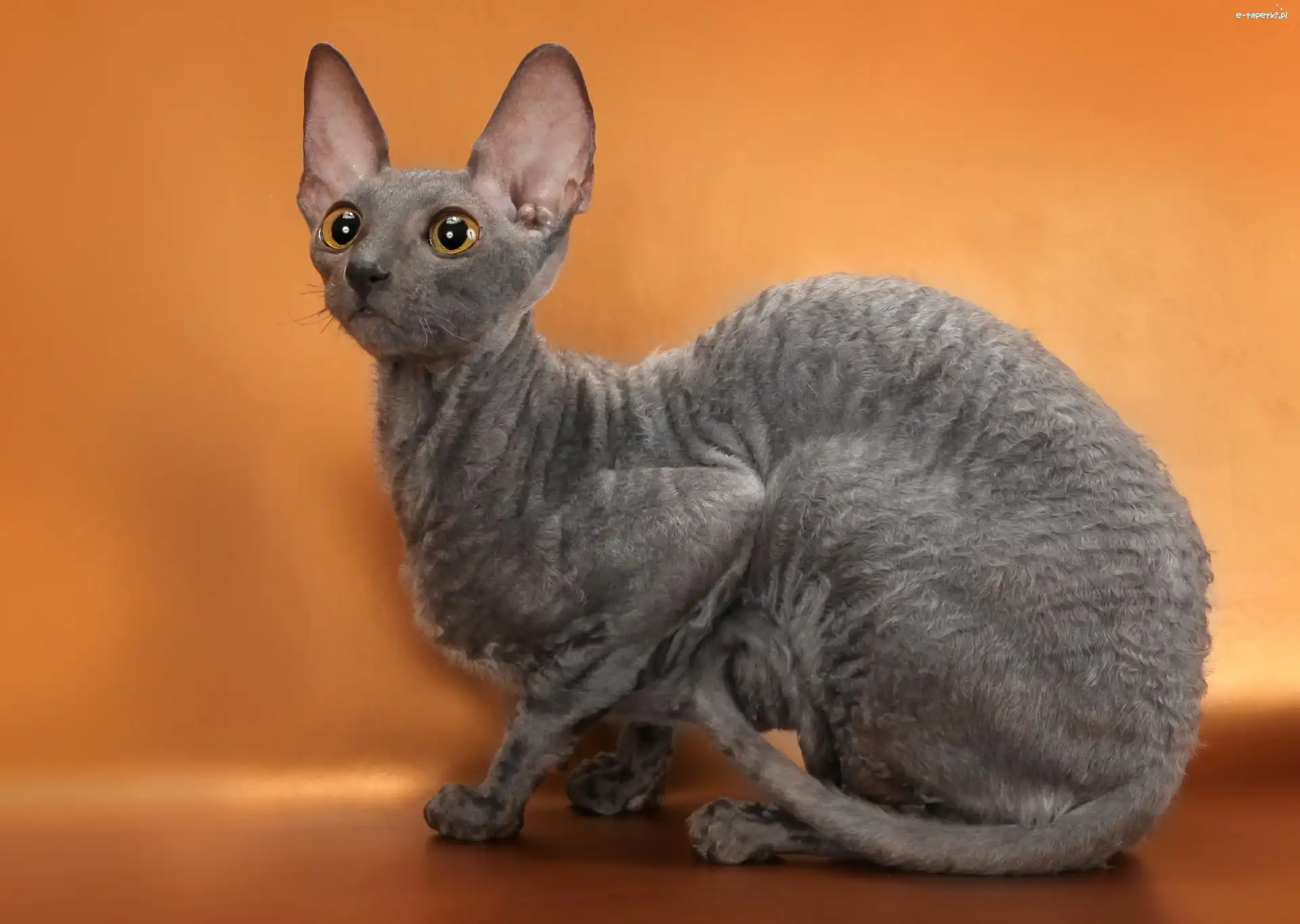 Devon rex, Kot