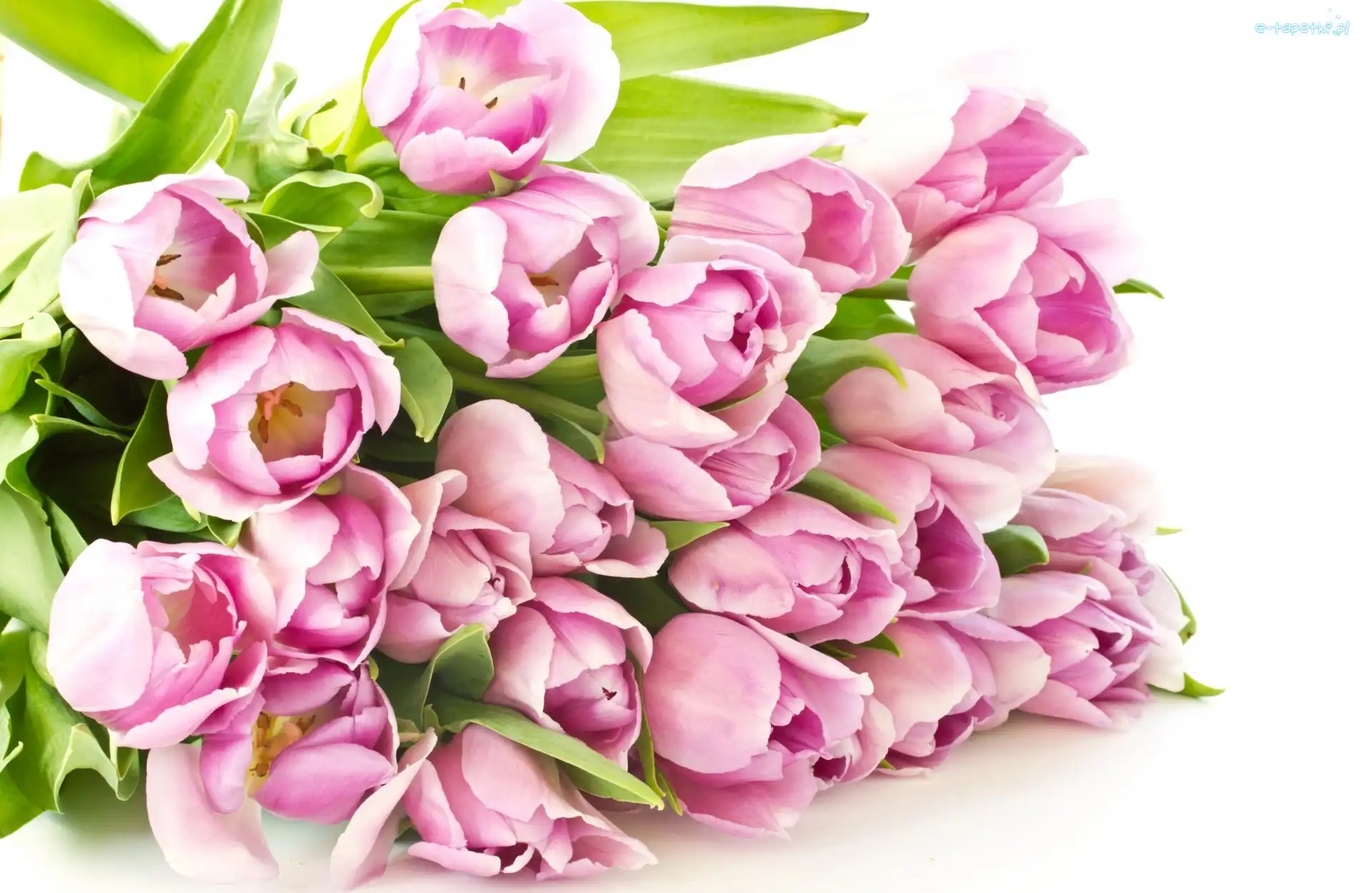 Tulipany, Bladoróżowe