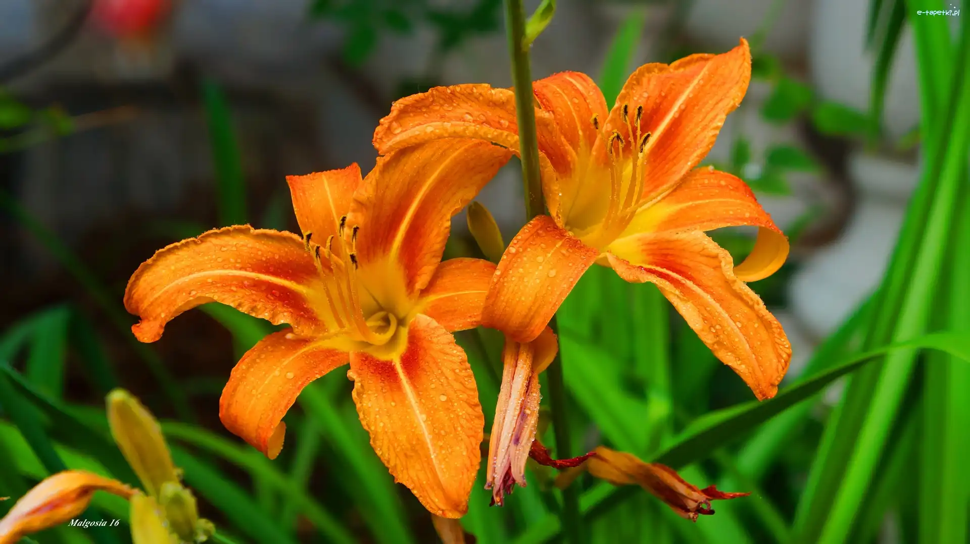 Liliowce, Pomarańczowe, Kwiaty