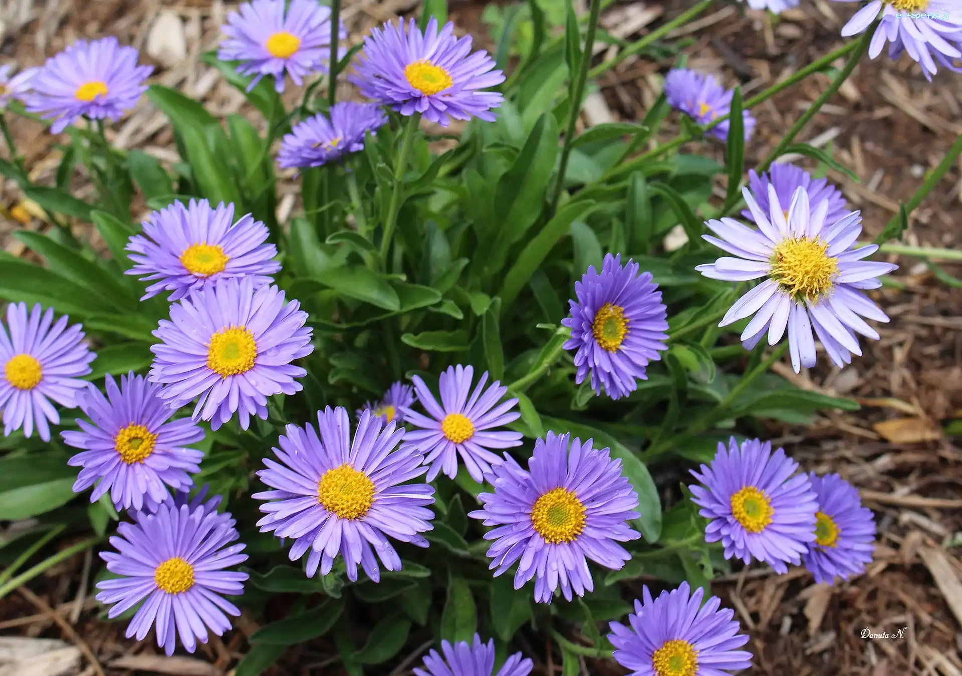Aster marcinek, Fioletowe, Marcinki