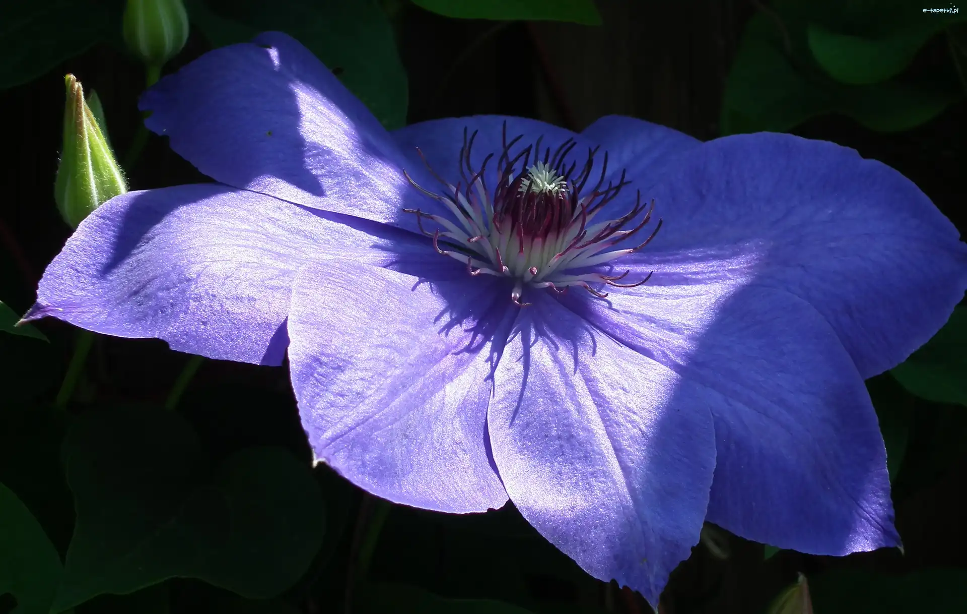 Clematis, Kwiat, Przyroda