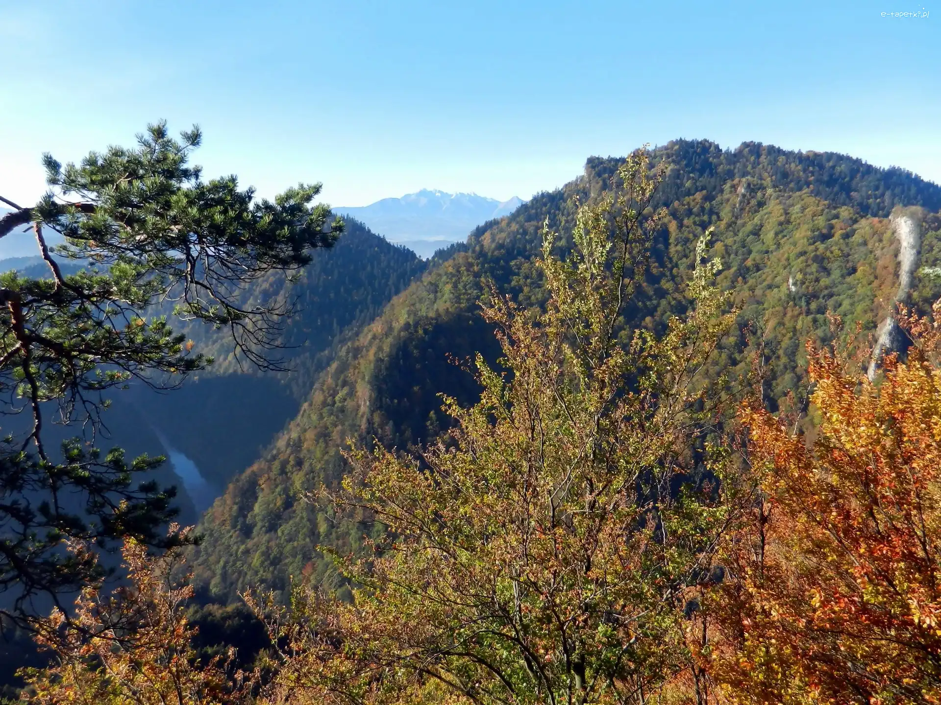 Drzewa, Góry