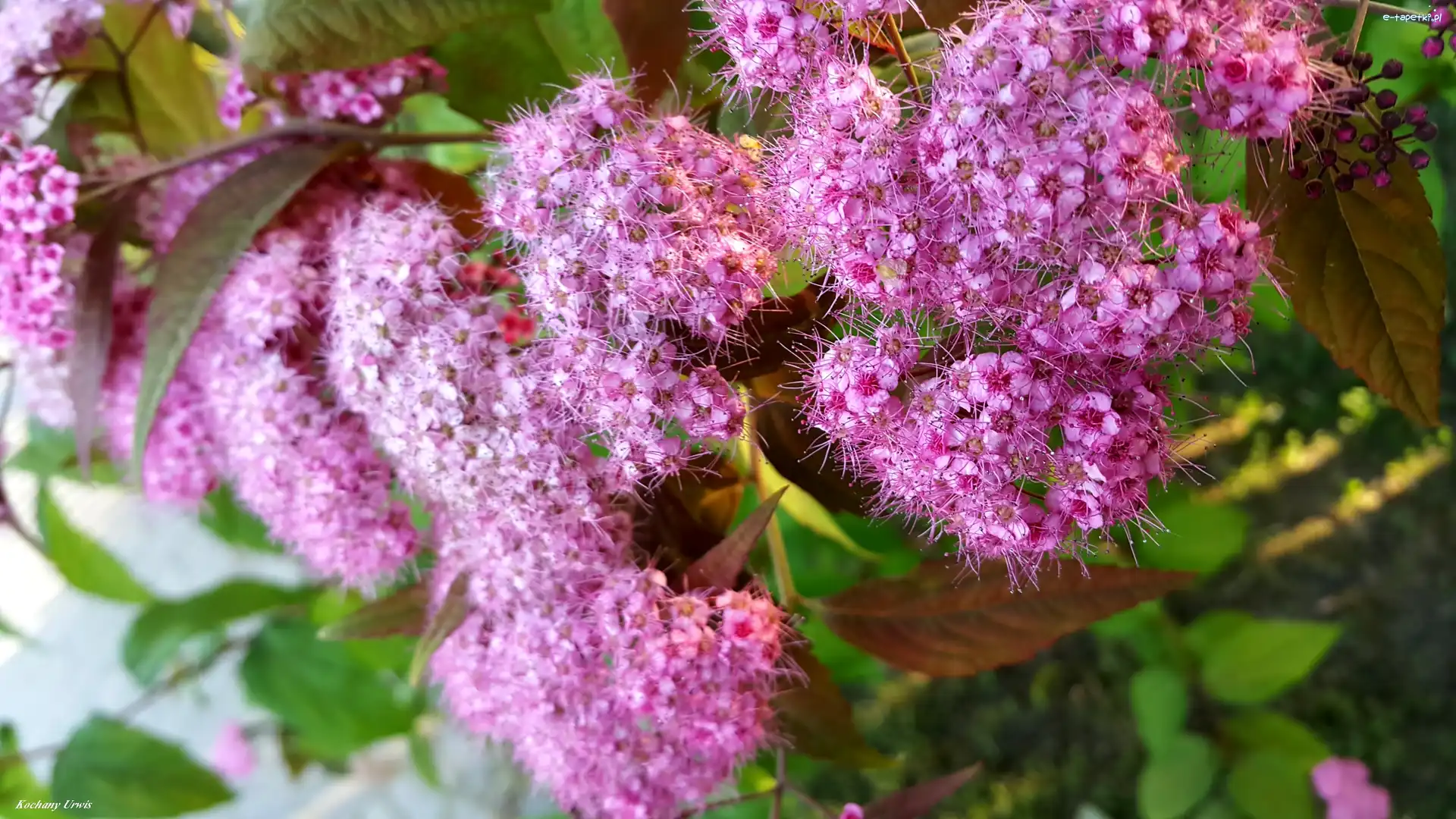 Kwiaty, Tawuła japońska, Krzewu, Purpurowe