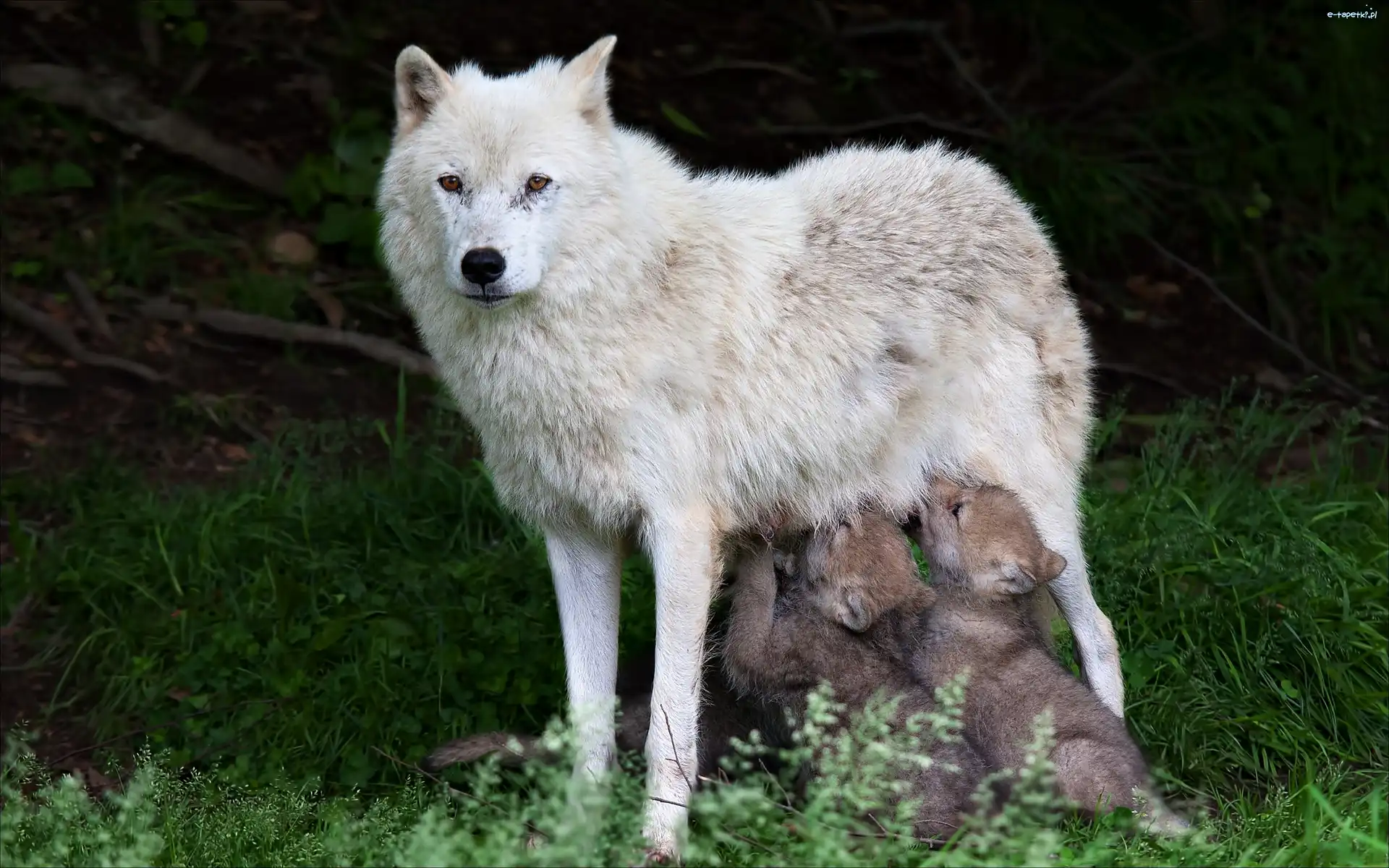 Małe, Wilczyca, Biała