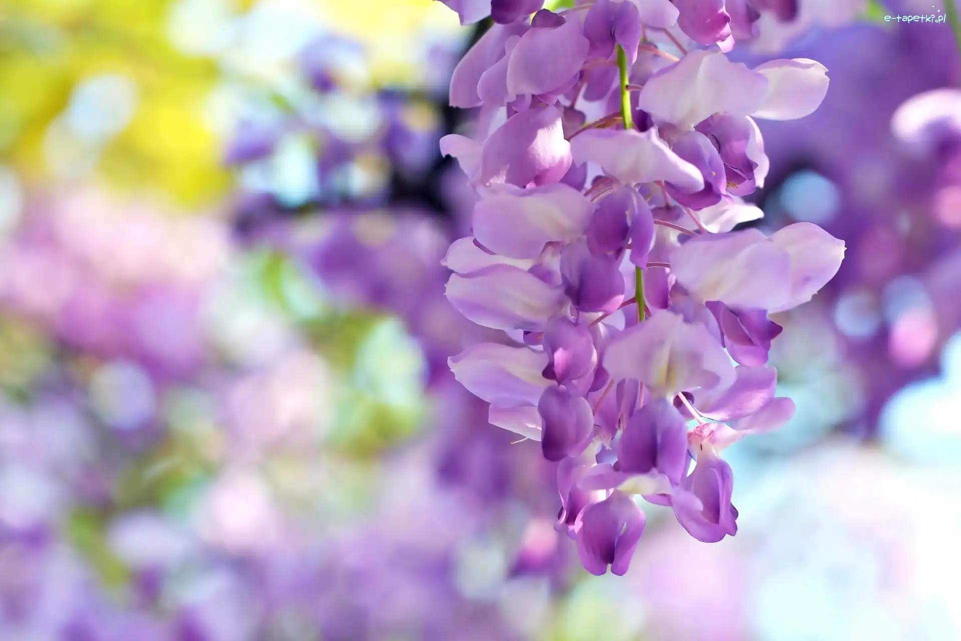 Wisteria, Rozmycie, Makro, Kwitnąca