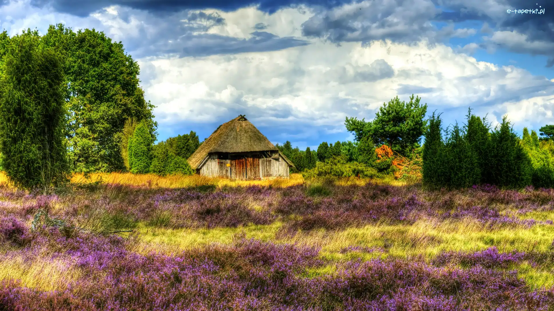 Niemcy, Pustać Lüneburska, Lüneburg Heath, Dom, Wrzosowisko