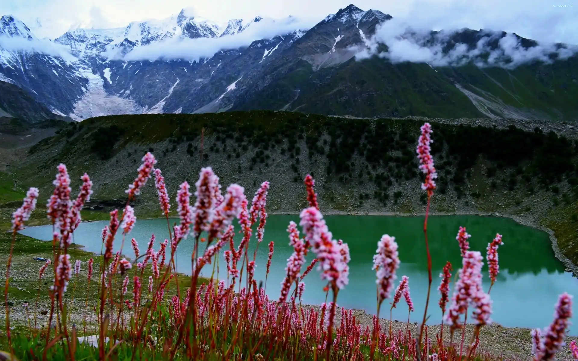 Góry, Kwiaty, Jezioro, Pakistan, Śnieg
