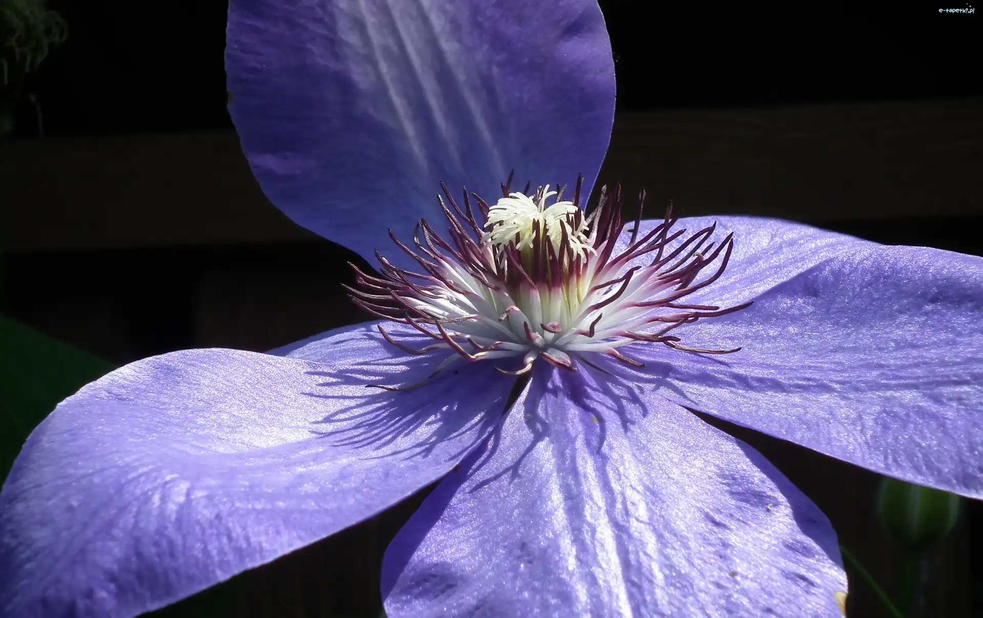 Clematis, Kwiaty, Przyroda