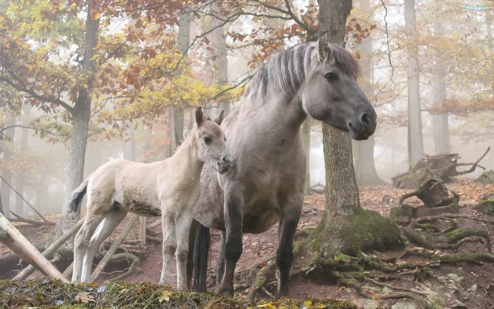 Źrebak, Mgła, Las, Koń