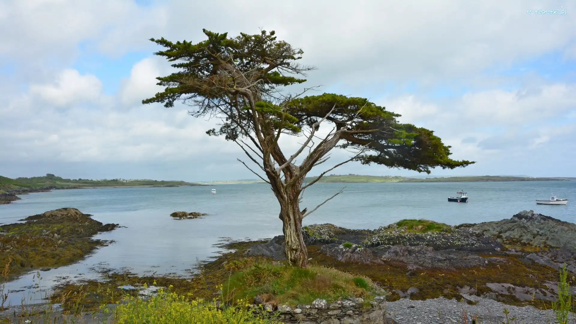 Morze, Kamienie, Drzewo, Statki, Wybrzeże, Irlandia