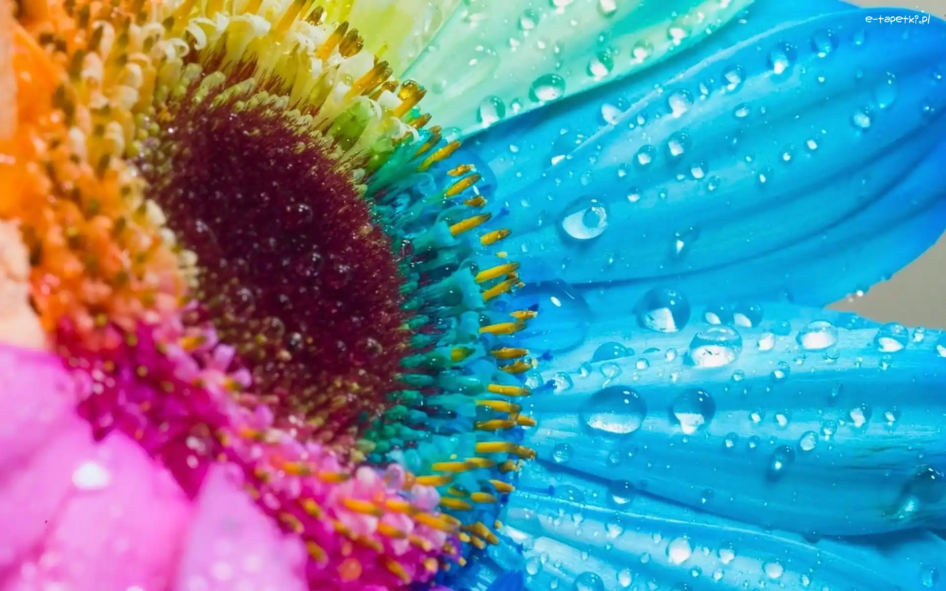 Kolorowy, Gerbera, Kwiat, Woda, Krople