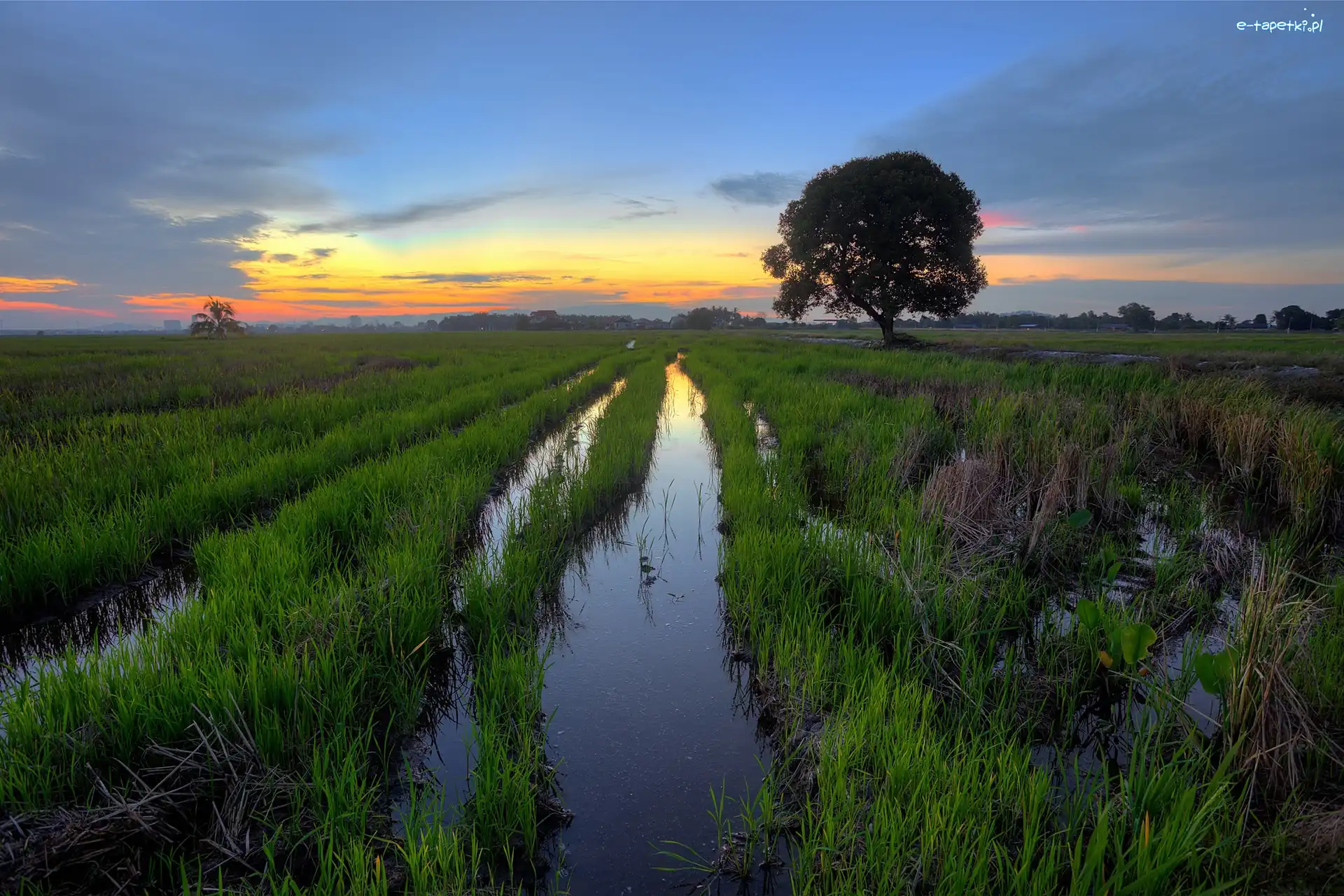 Bagno, Niebo, Drzewo, Słońca, Zachód