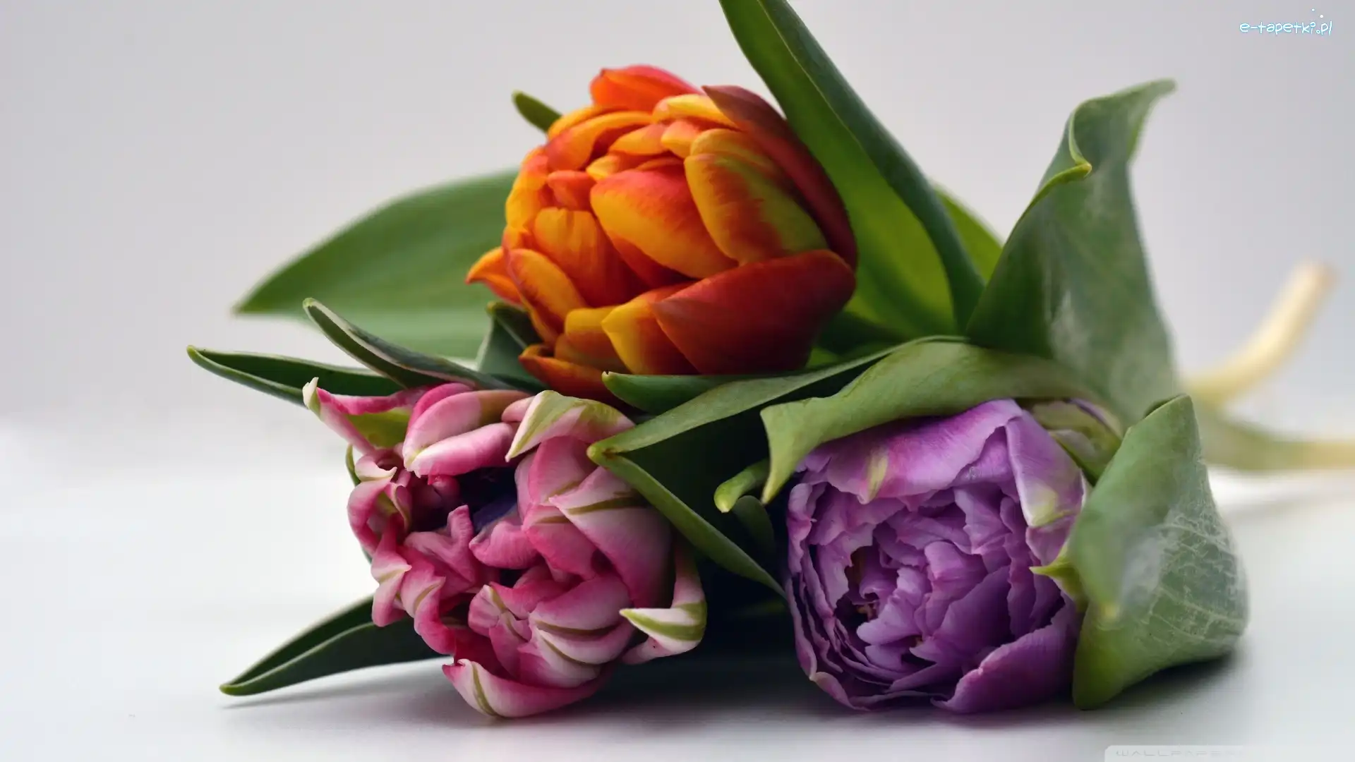 Tulipany, Trzy